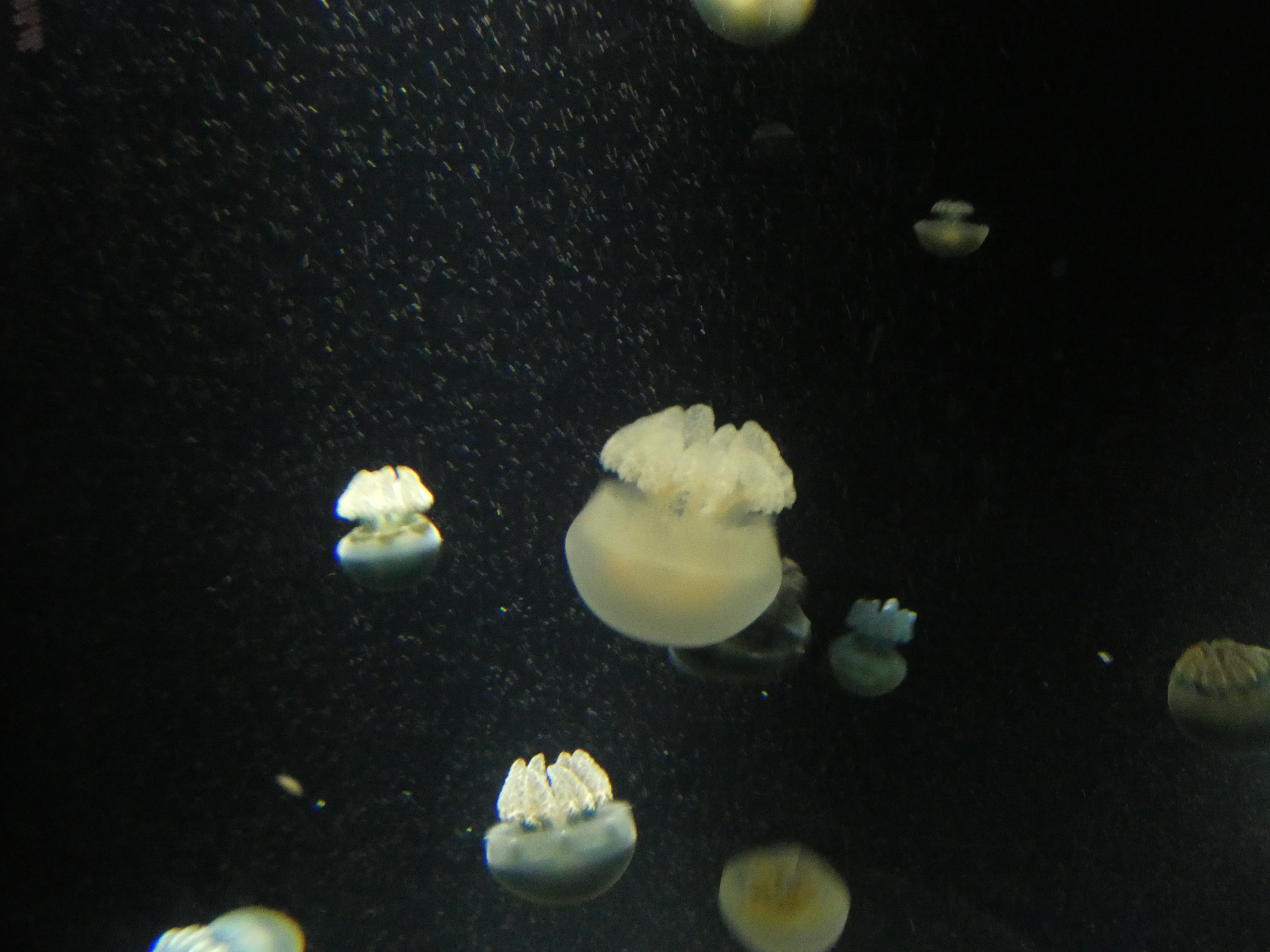 ID? - National Aquarium in Baltimore