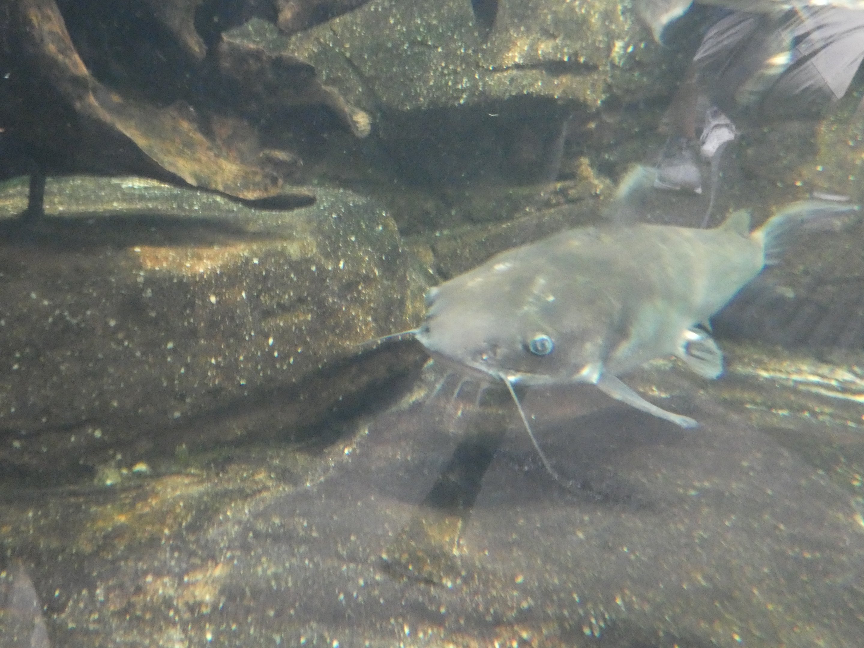 ID? - National Aquarium in Baltimore