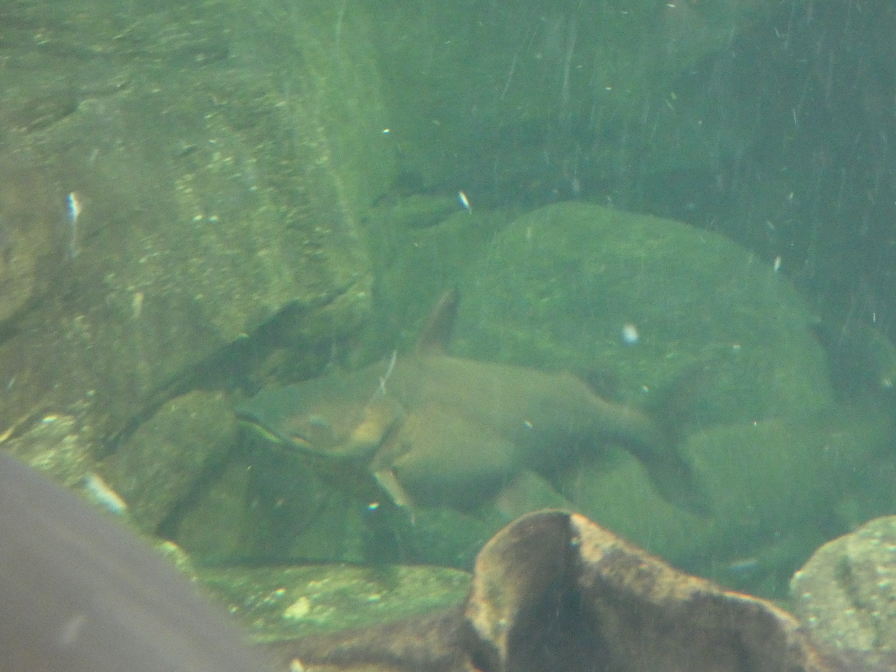 ID? - National Aquarium in Baltimore