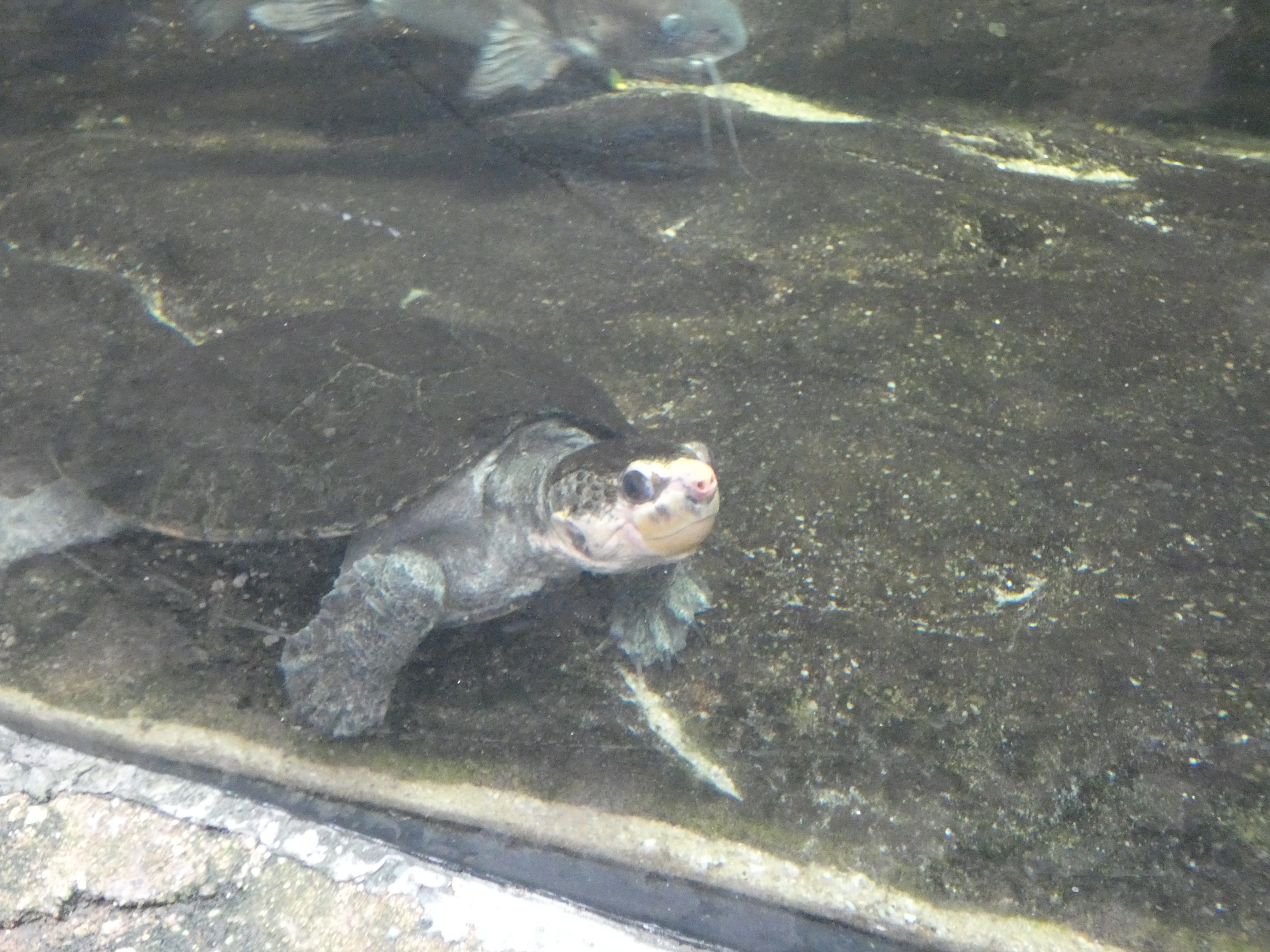 ID? - National Aquarium in Baltimore