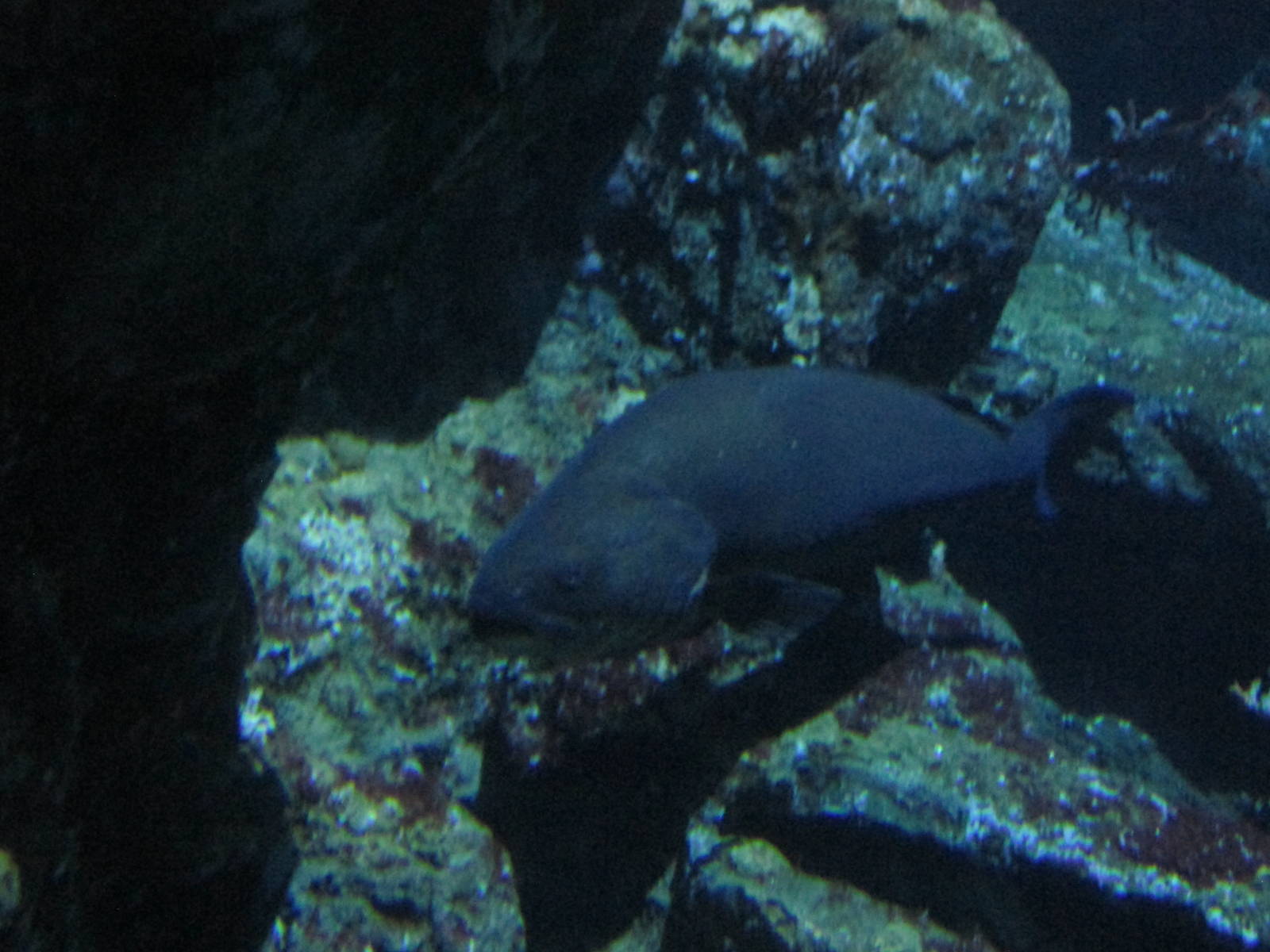 id needed barcelona aquarium