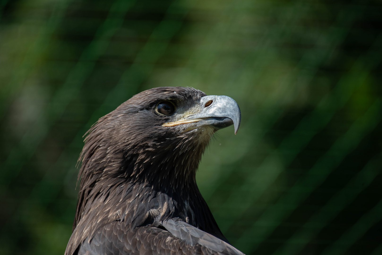 ID needed - Golden eagle maybe?