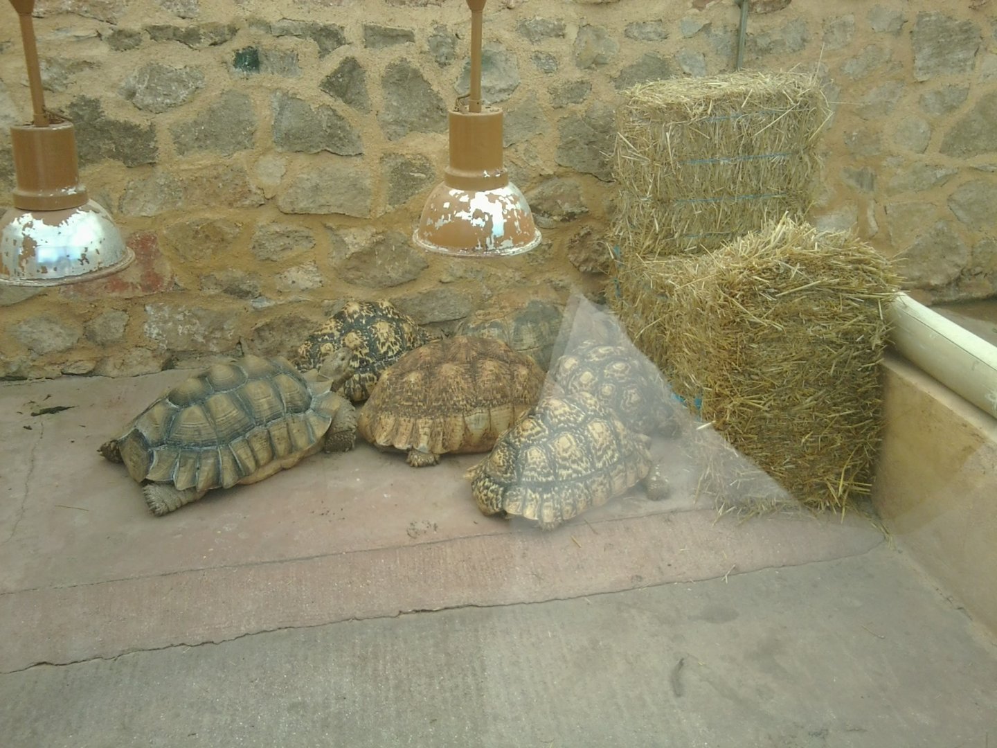 ID needed (Leopard tortoise? African spurred tortoise?)