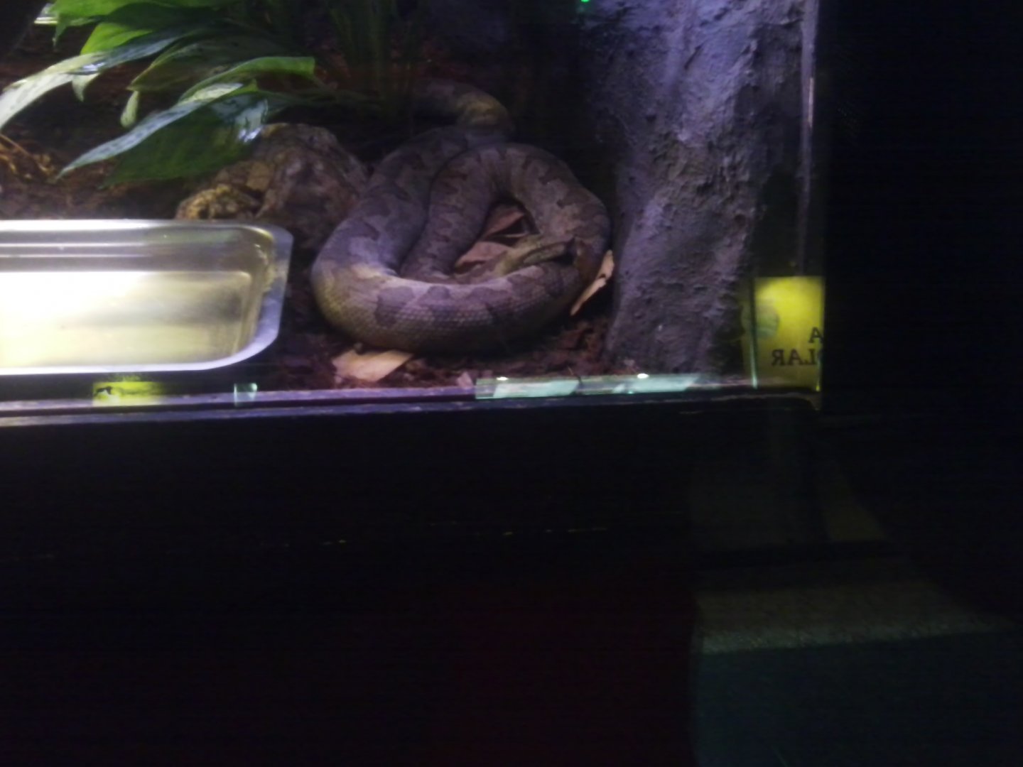 ID needed (Madagascar boid)