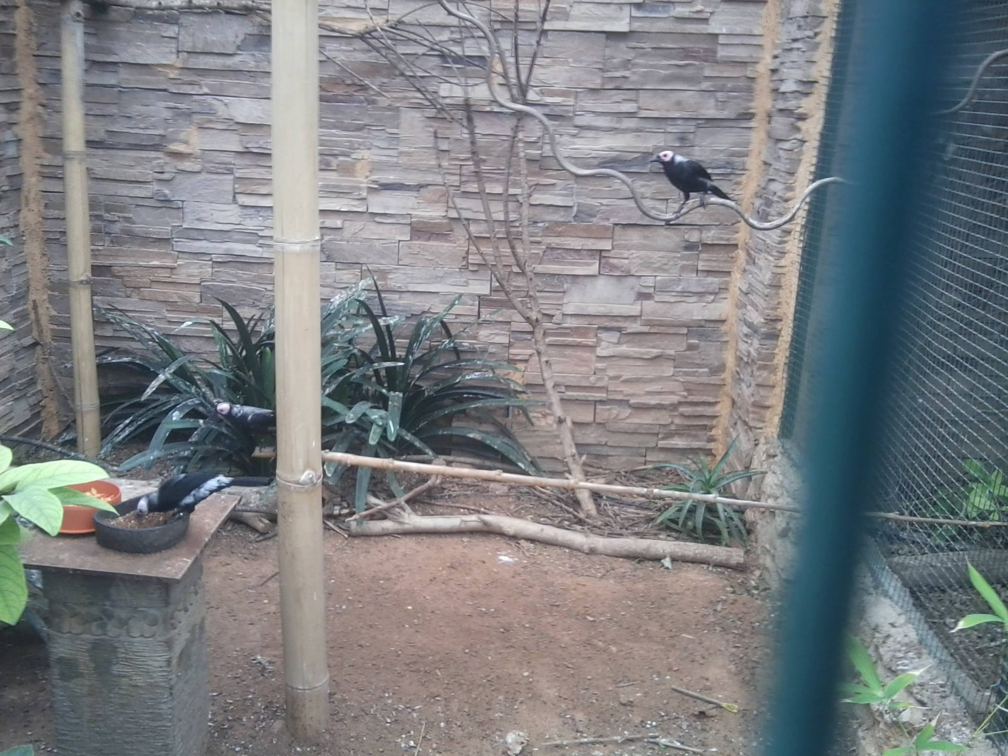 ID needed - only held in 5 zoos in Europe (October 2016)