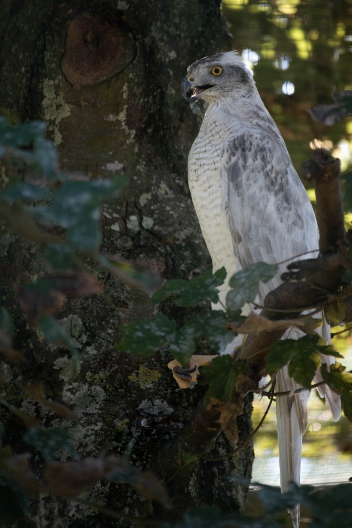 ID needed - Siberian goshawk?