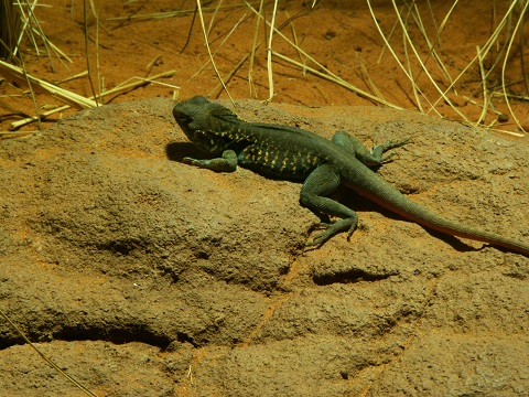 ID needed (Sydney Wildlife 2008)