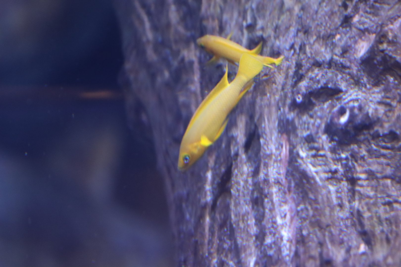 ID Neolamprolangus leleupi or longior ?