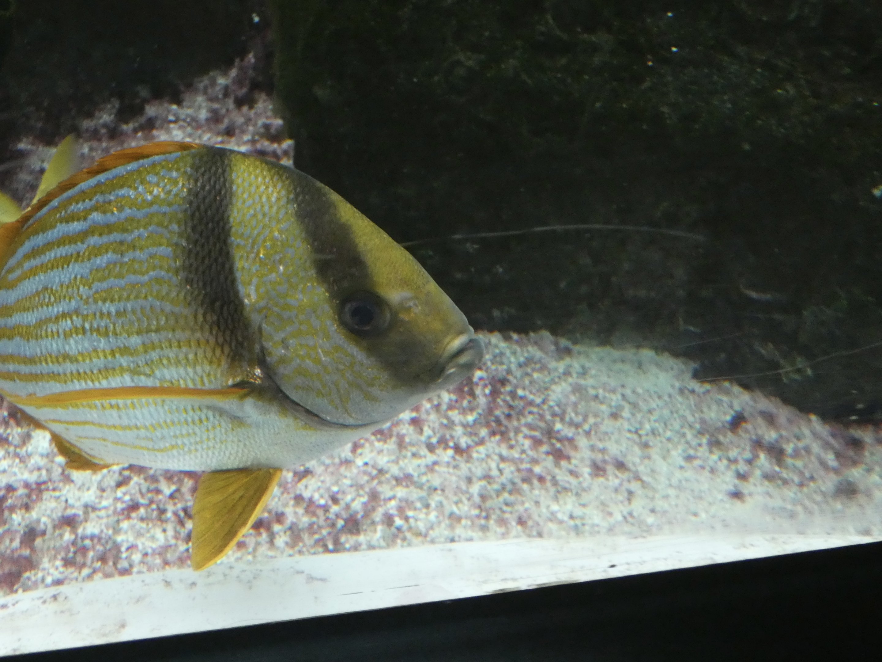 ID? - New York Aquarium