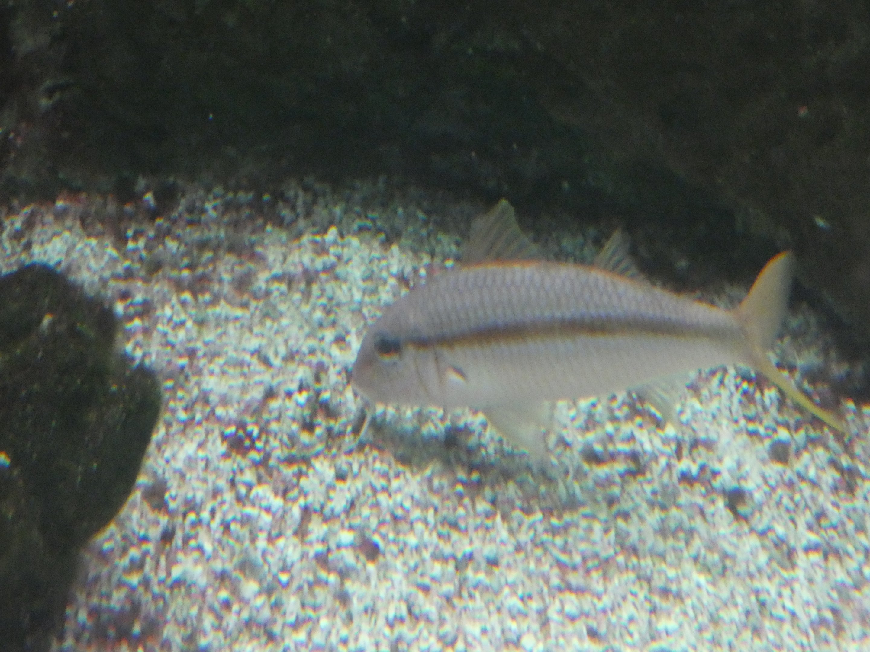 ID? - New York Aquarium