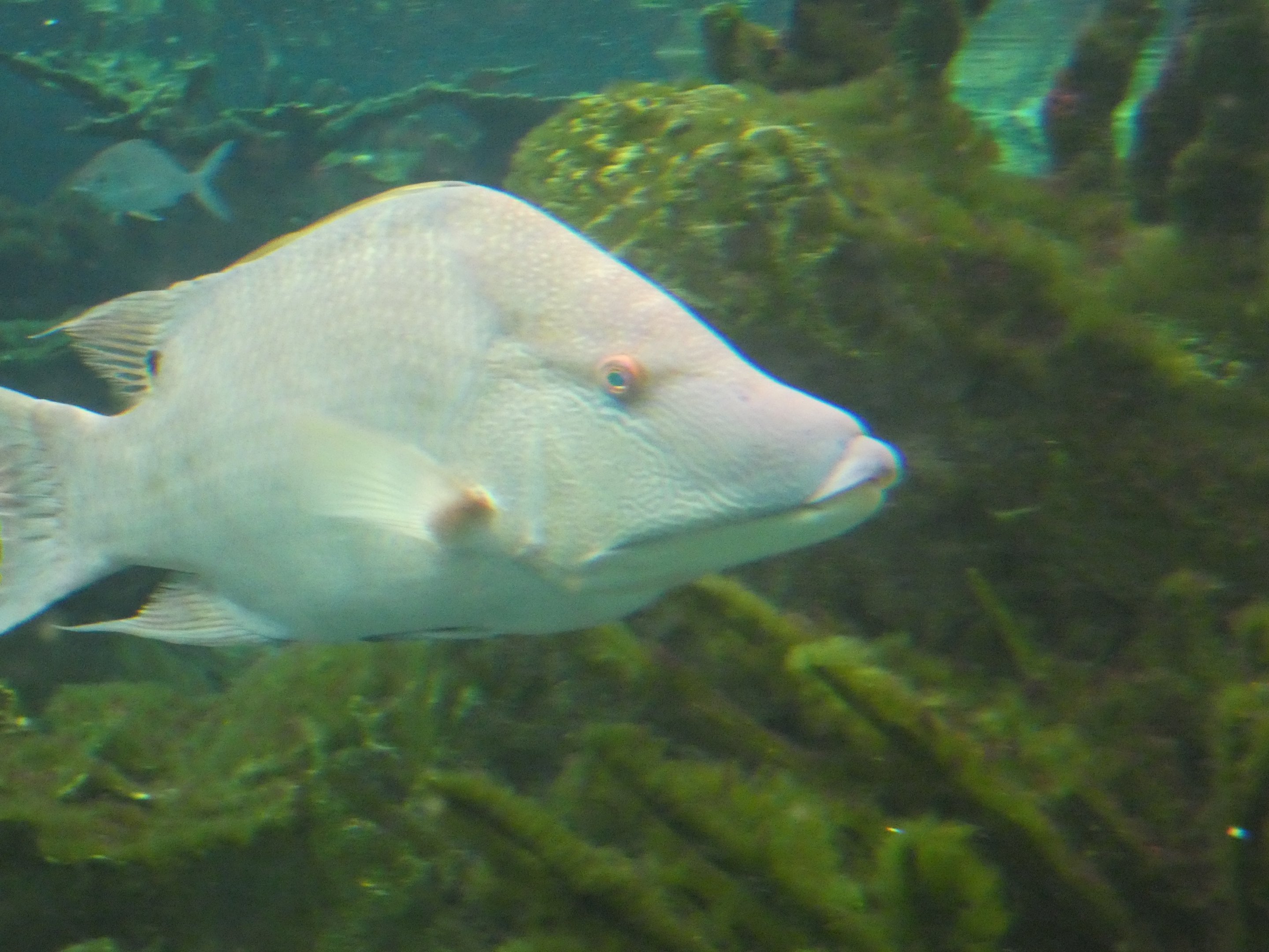 ID? - New York Aquarium