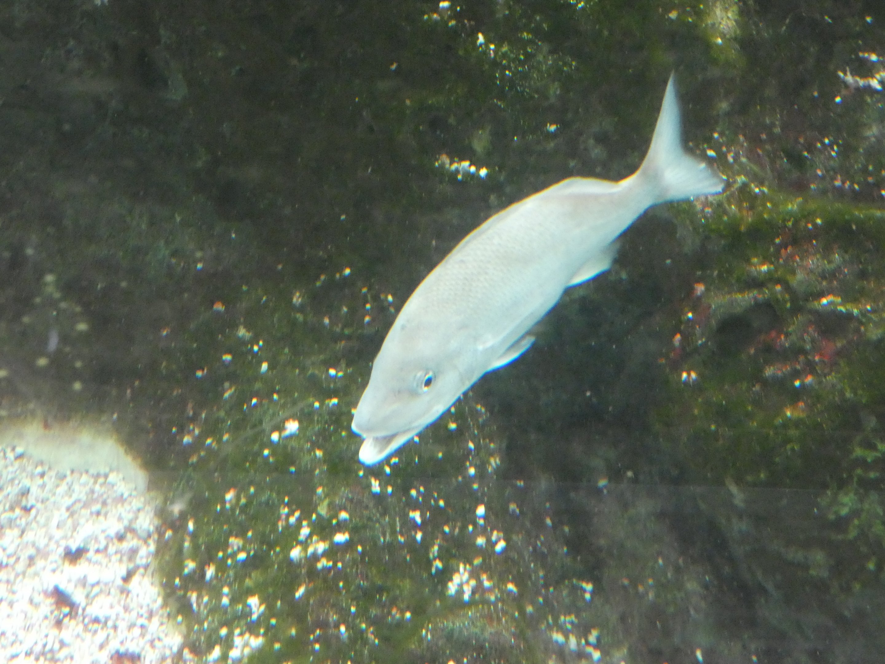 ID? - New York Aquarium