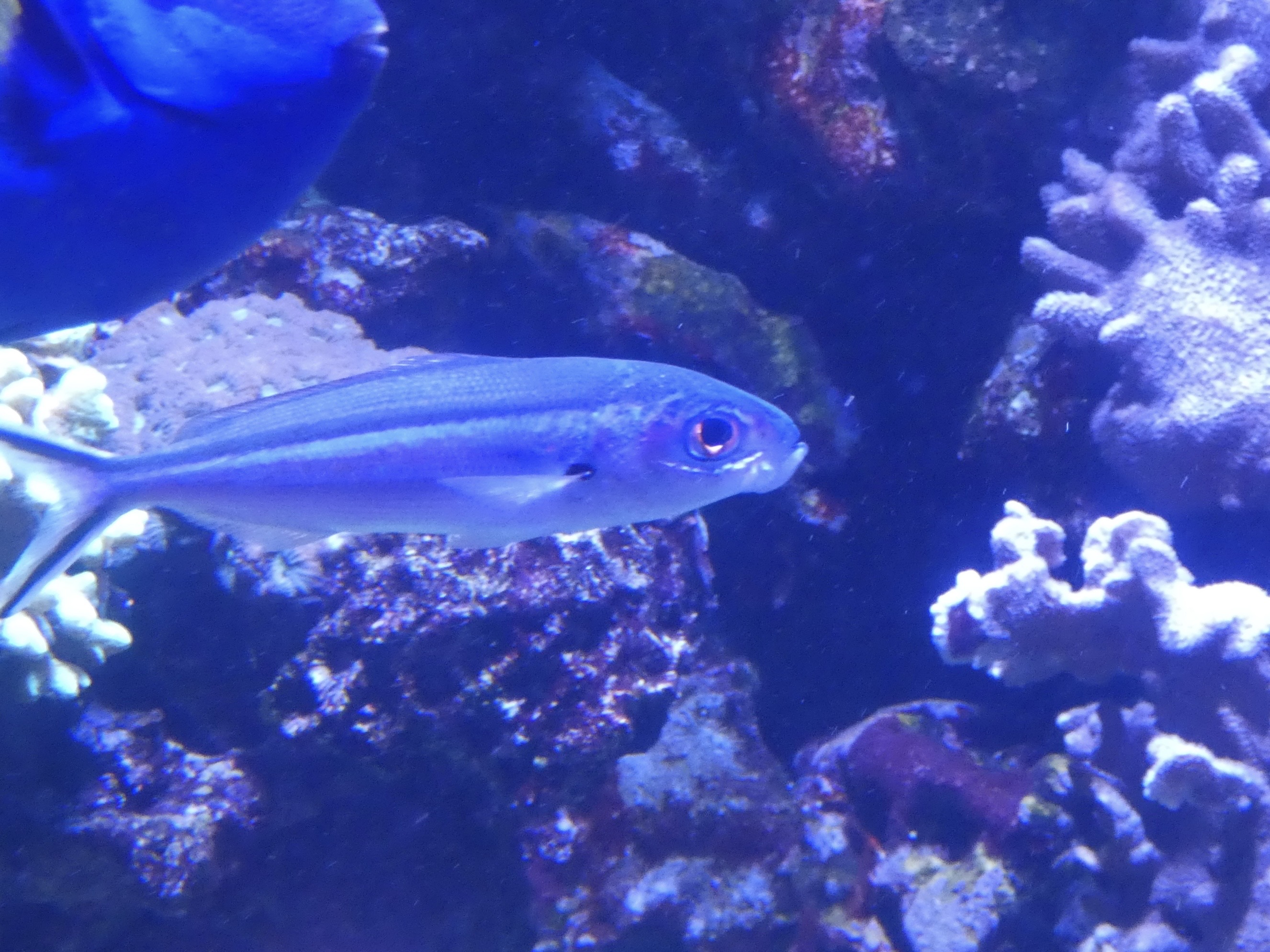 ID? - New York Aquarium