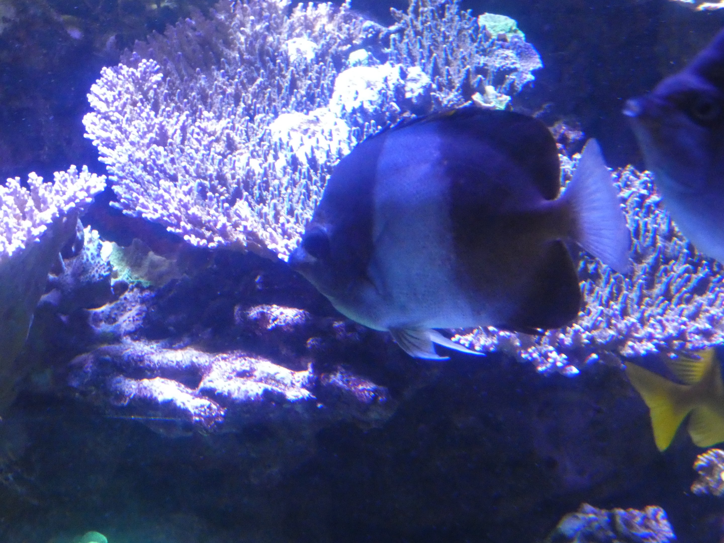 ID? - New York Aquarium