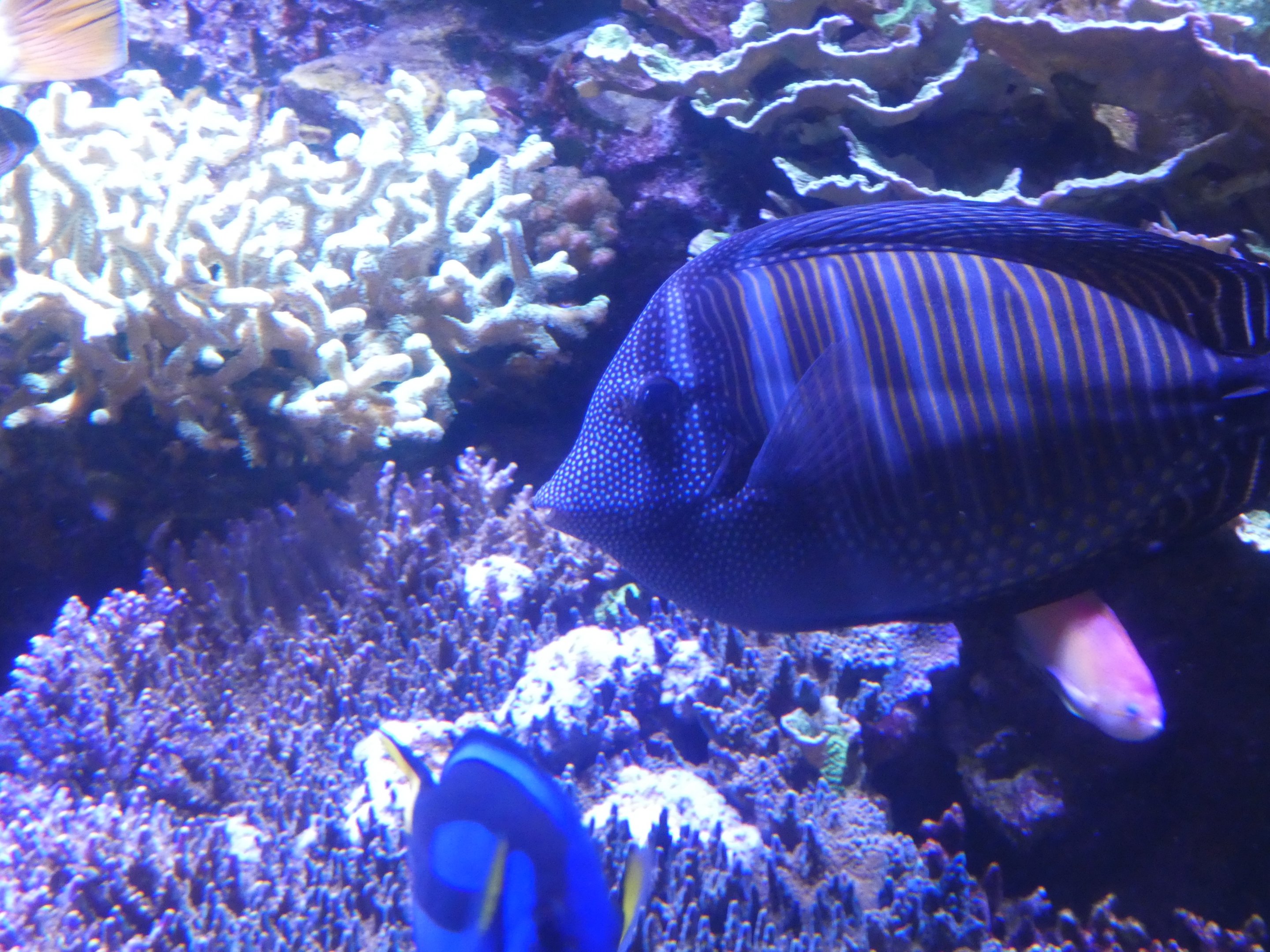 ID? - New York Aquarium
