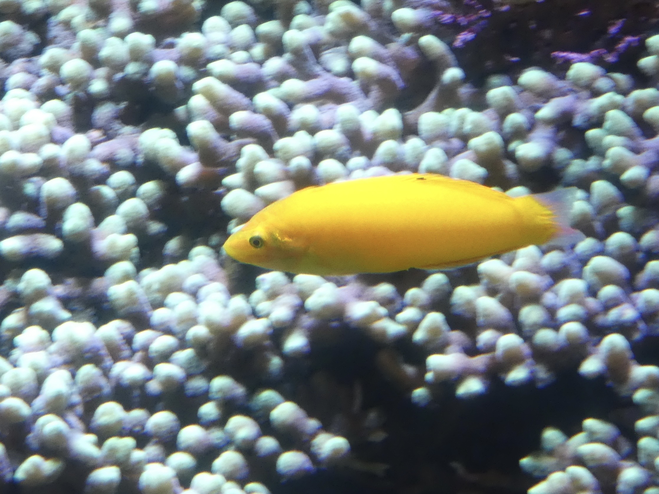 ID? - New York Aquarium