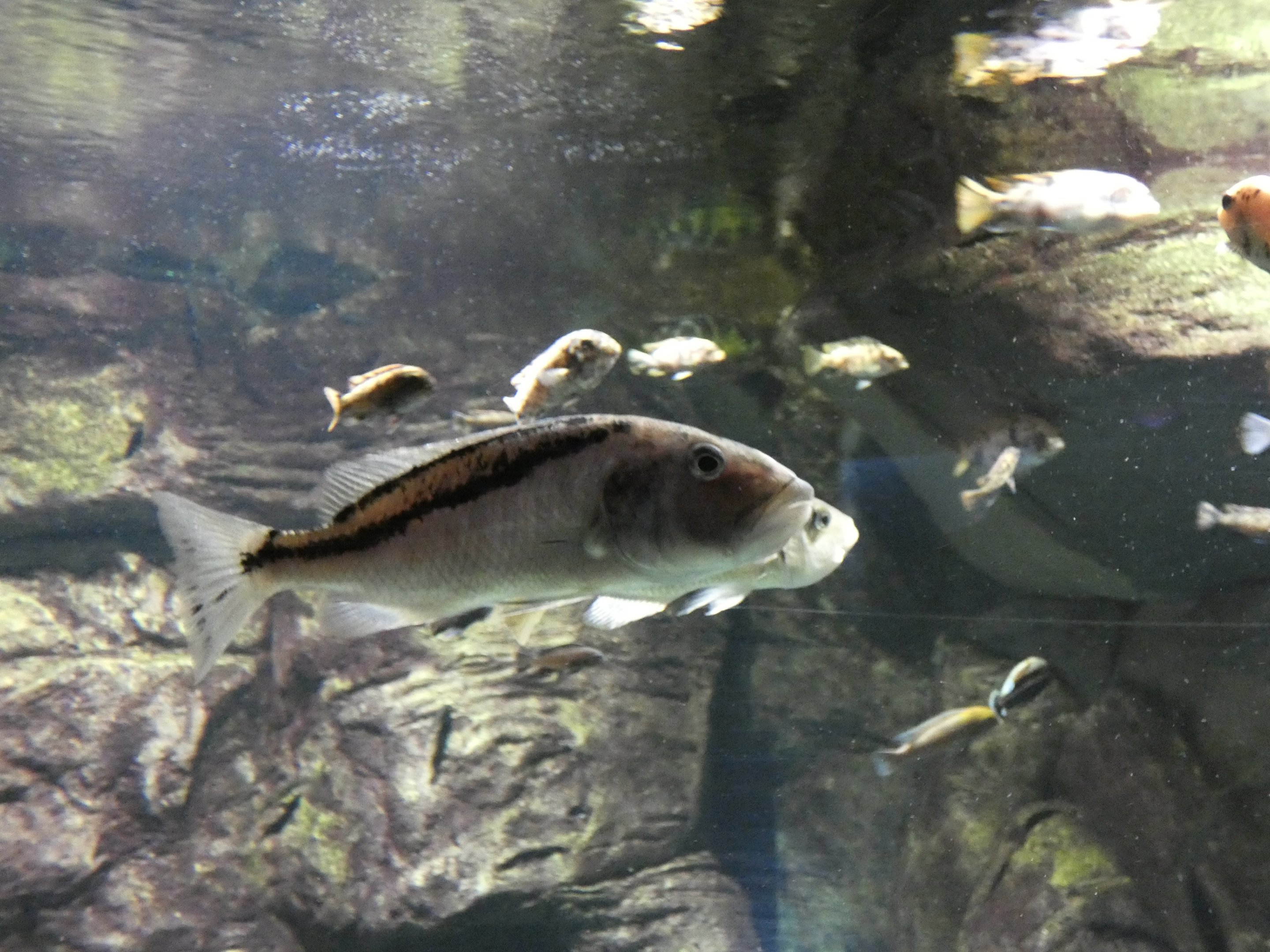 ID? - New York Aquarium