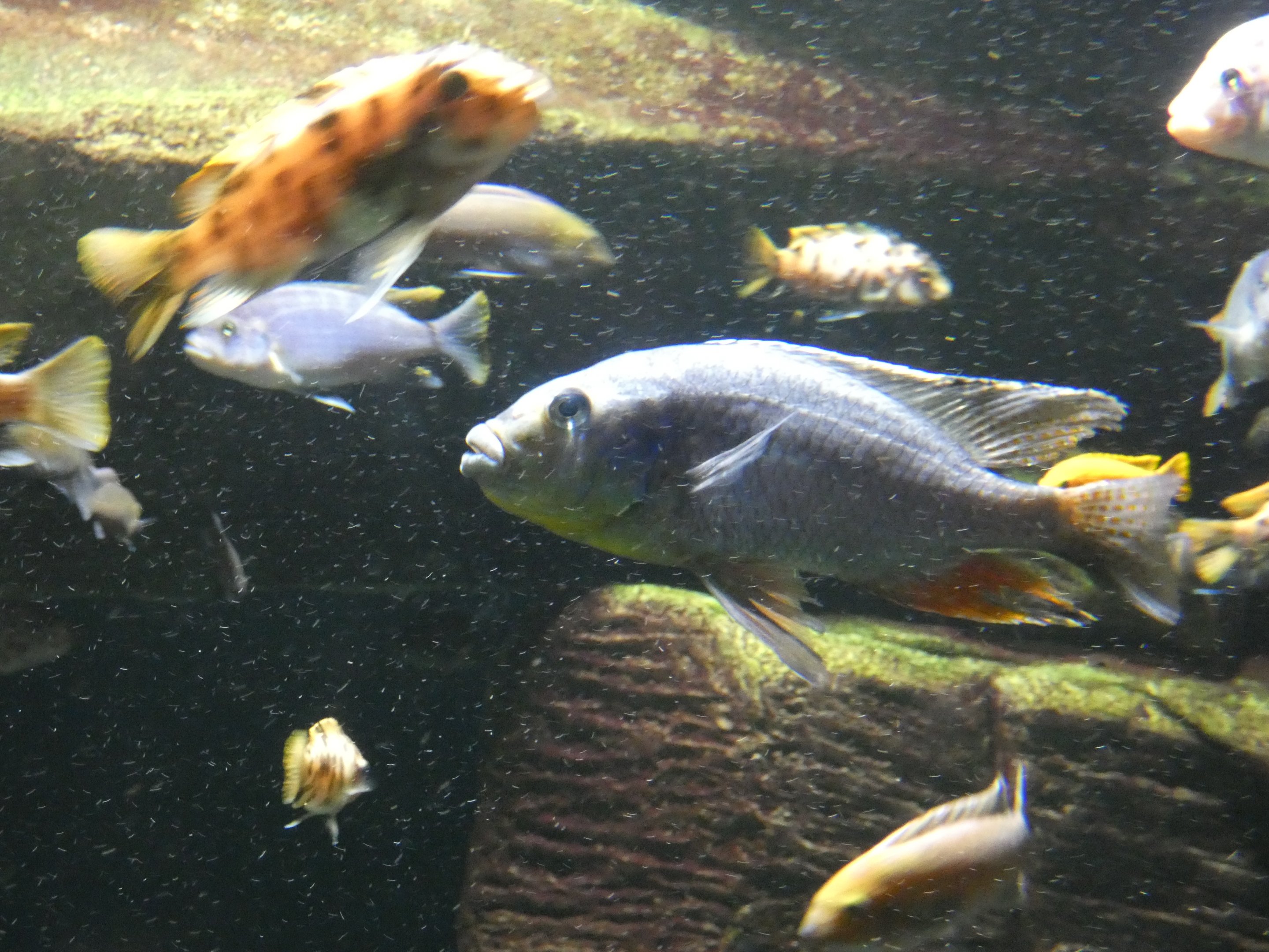 ID? - New York Aquarium