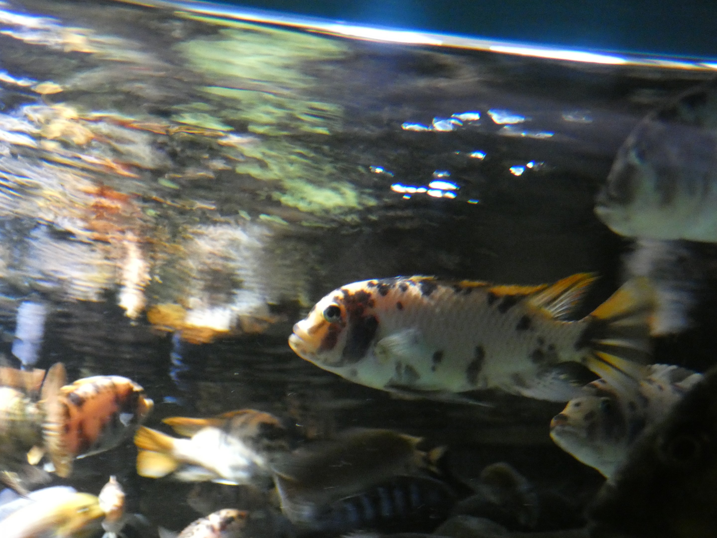 ID? - New York Aquarium