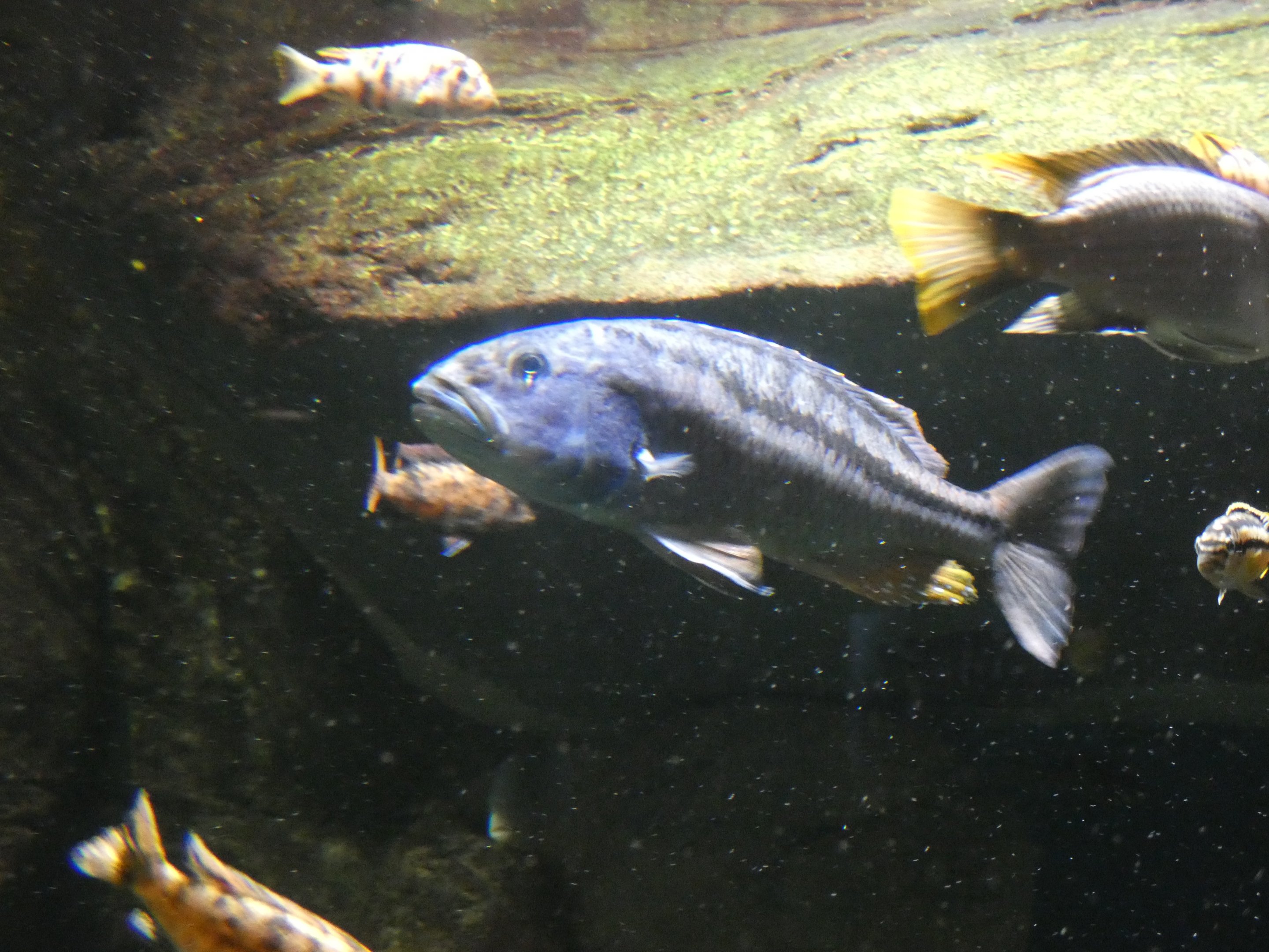 ID? - New York Aquarium