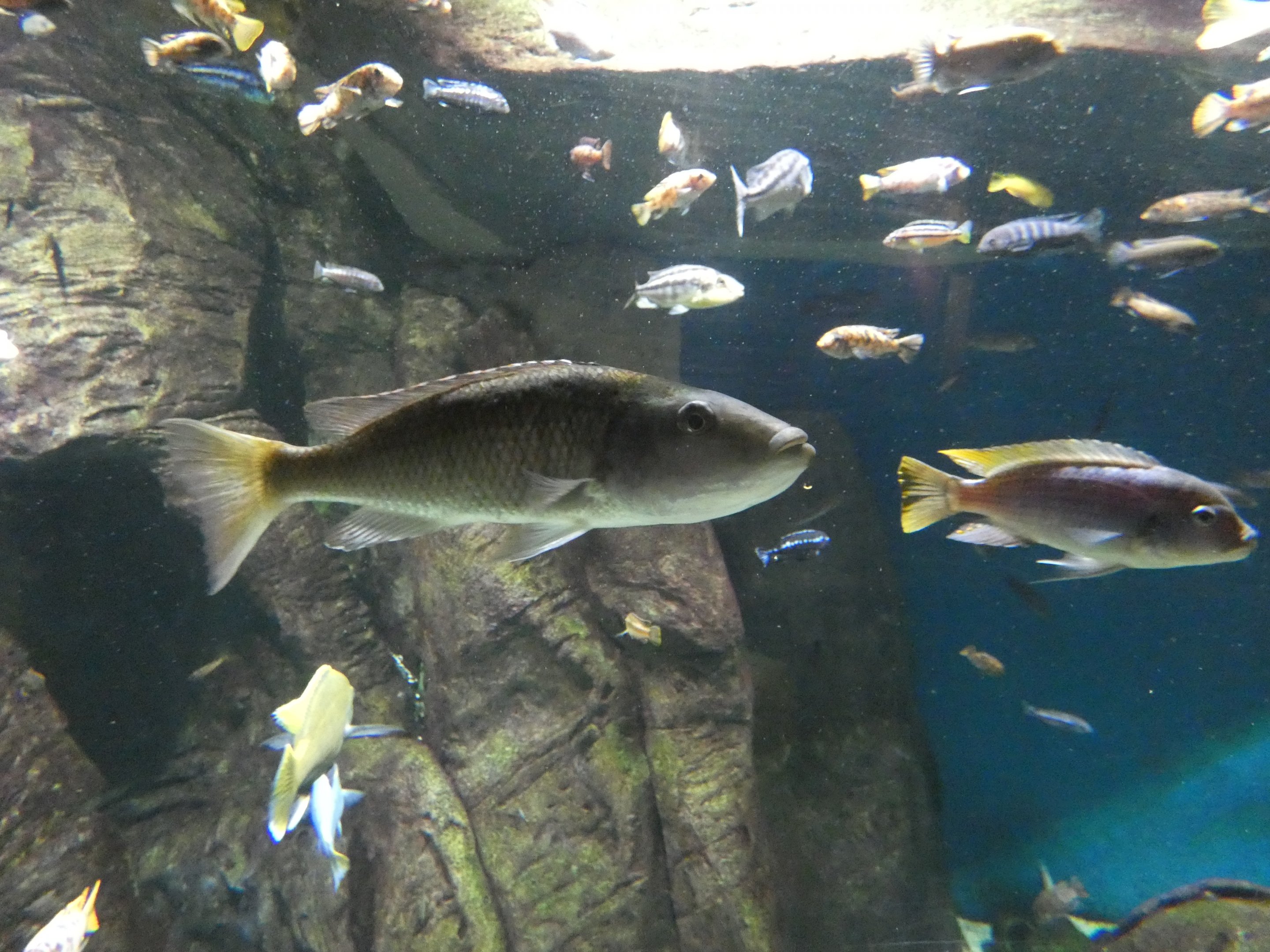 ID? - New York Aquarium