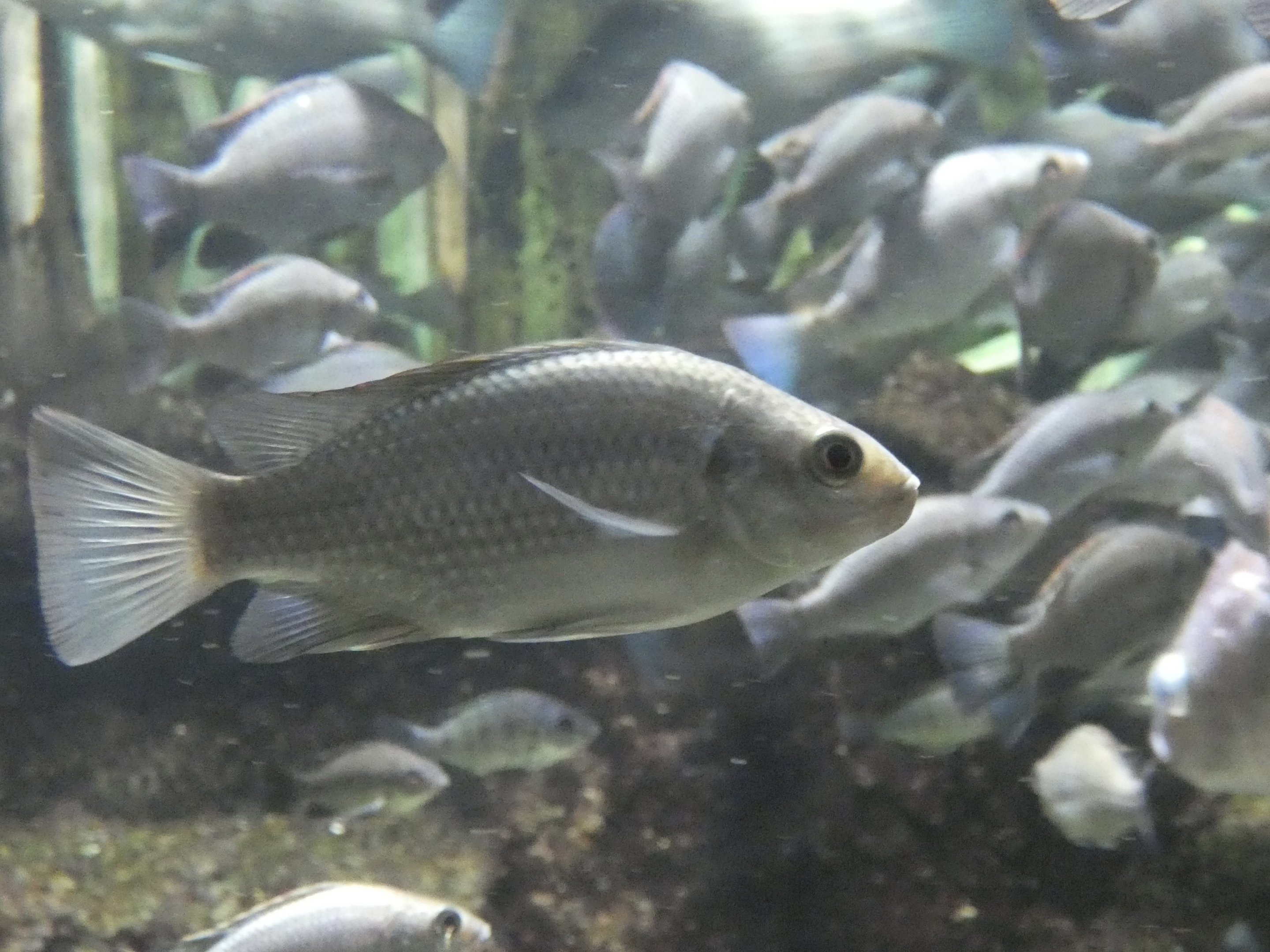 ID? - New York Aquarium