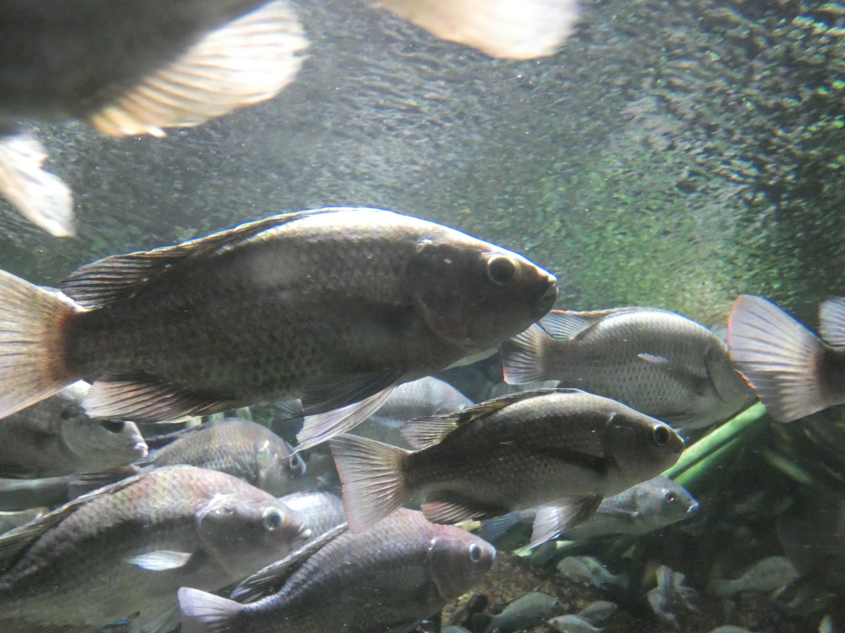ID? - New York Aquarium