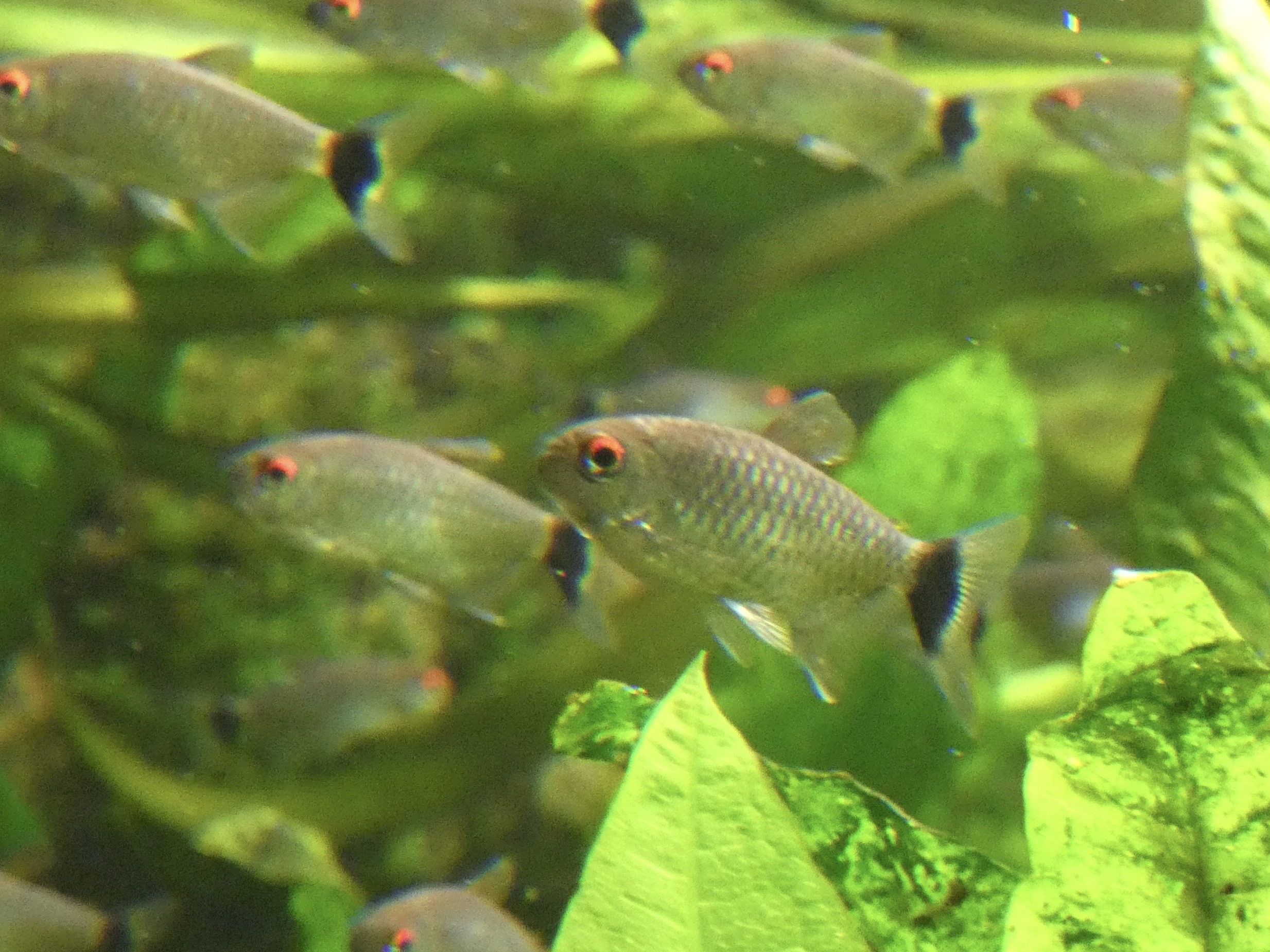 ID? - New York Aquarium
