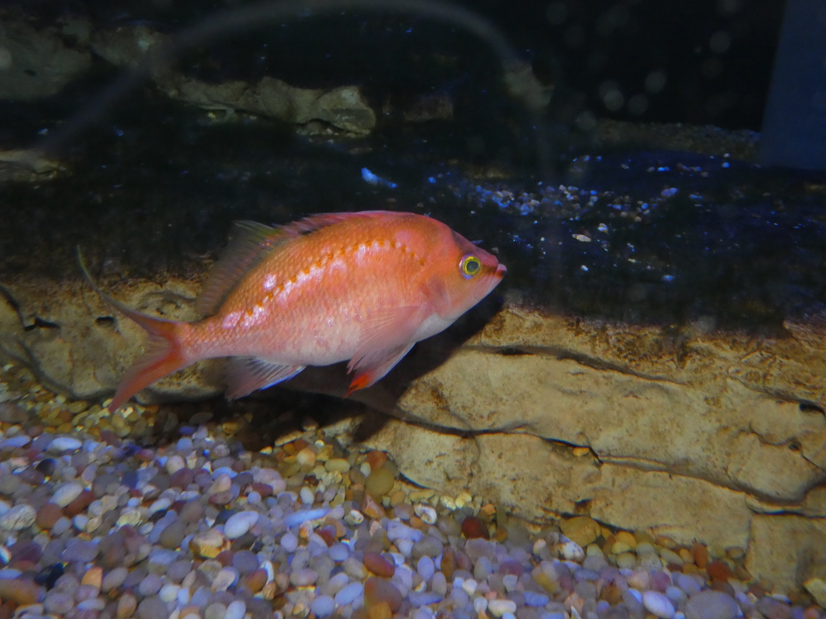 ID? - New York Aquarium