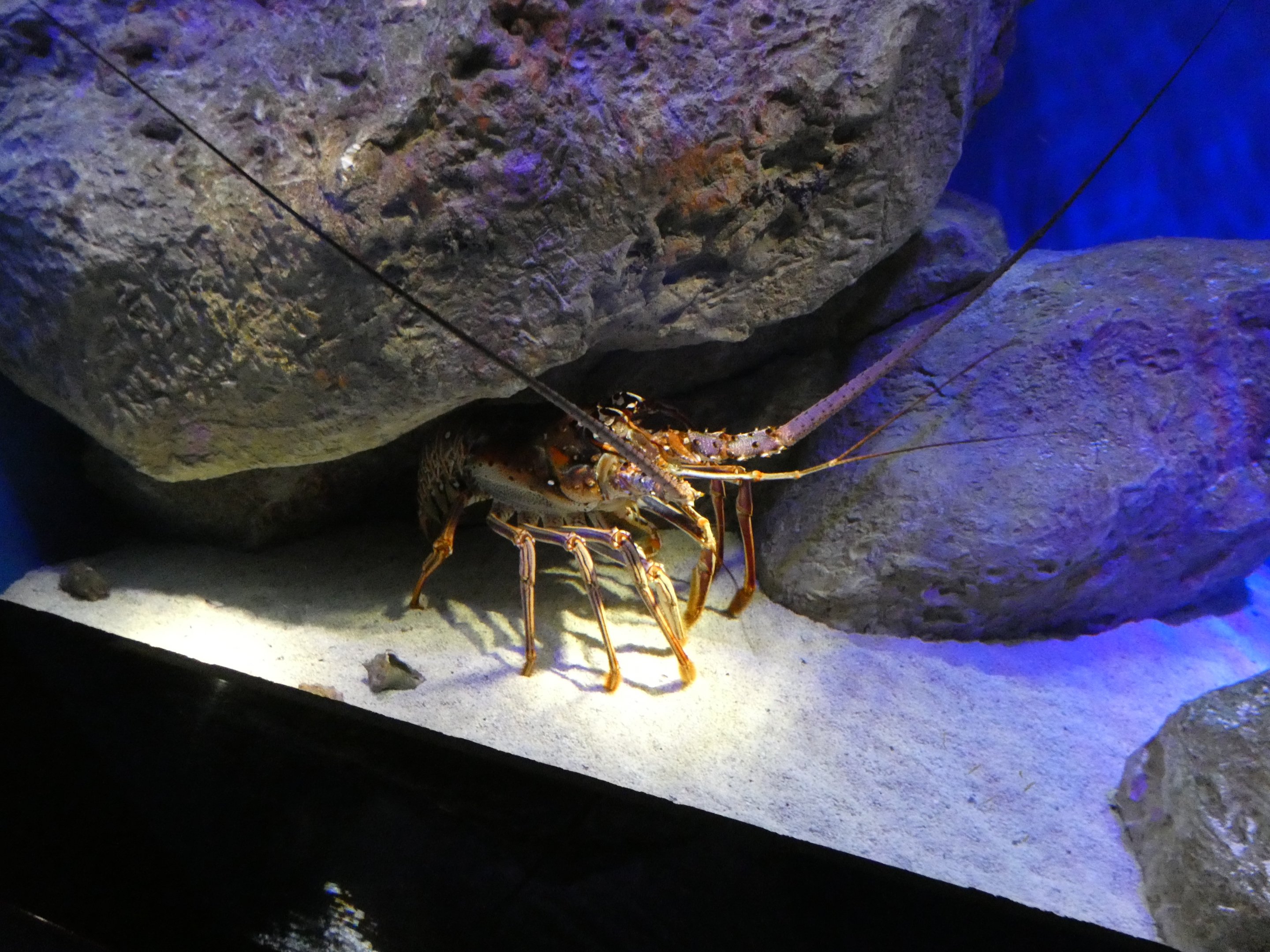 ID? - New York Aquarium
