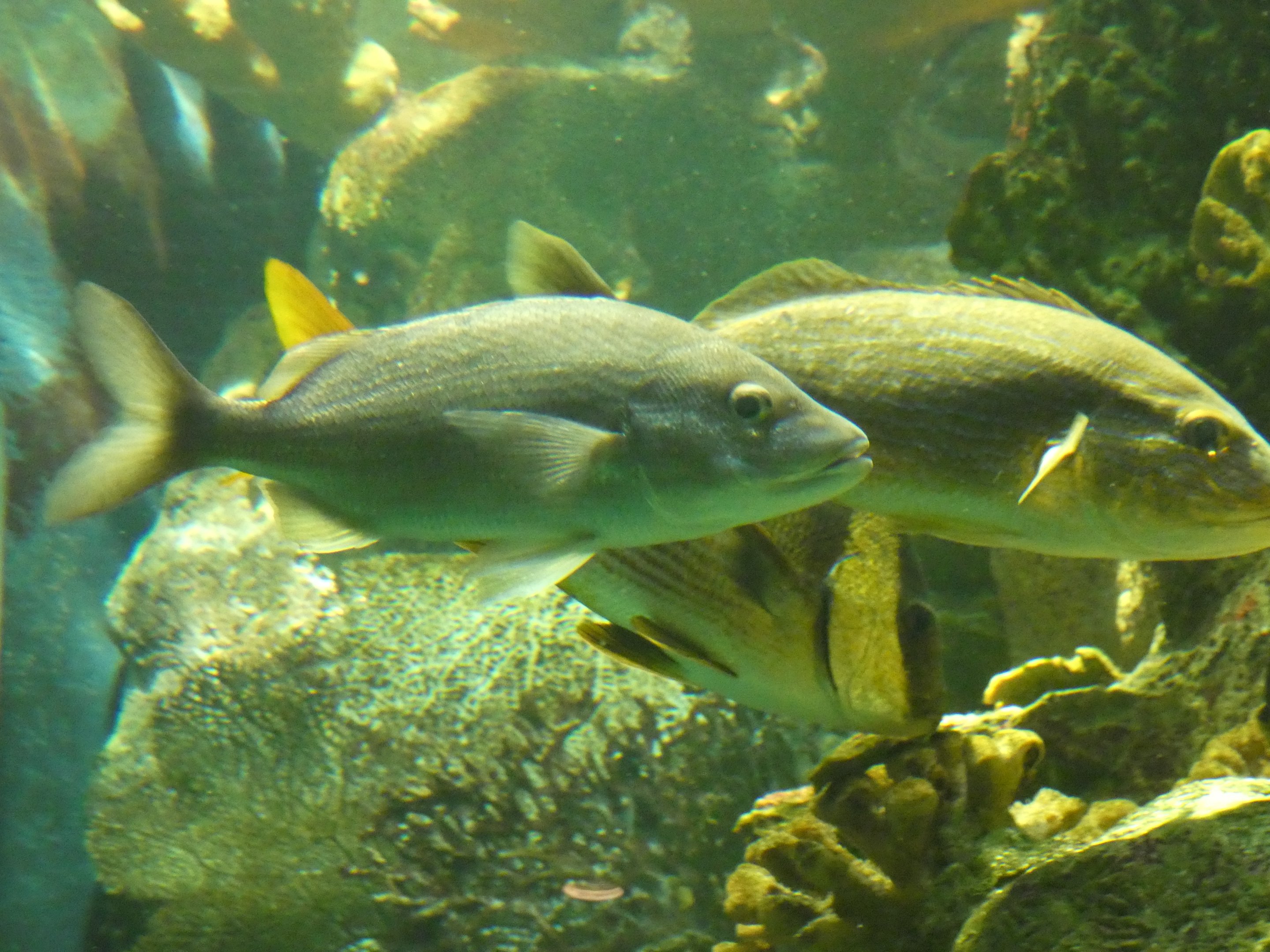 ID? - New York Aquarium