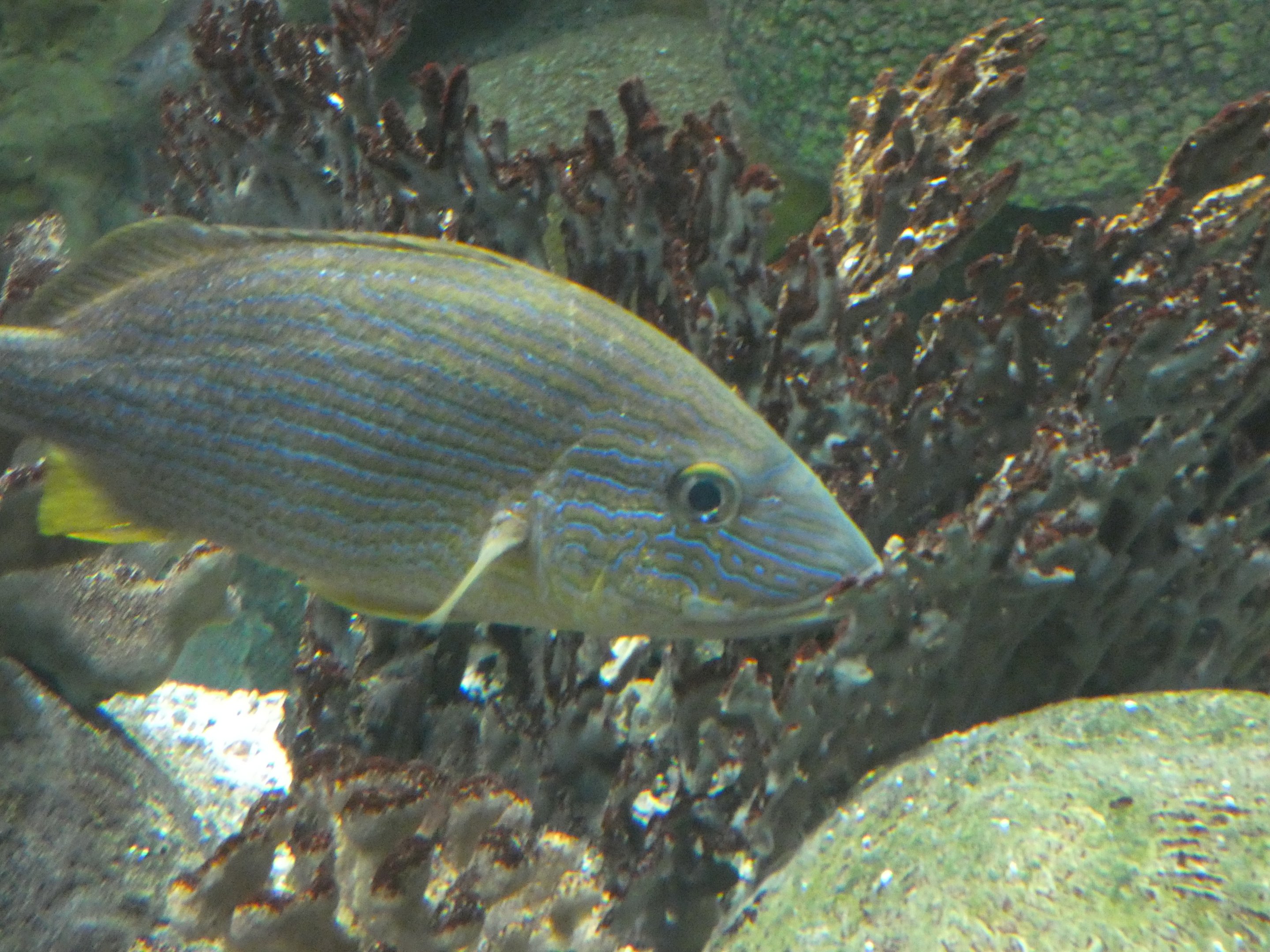 ID? - New York Aquarium