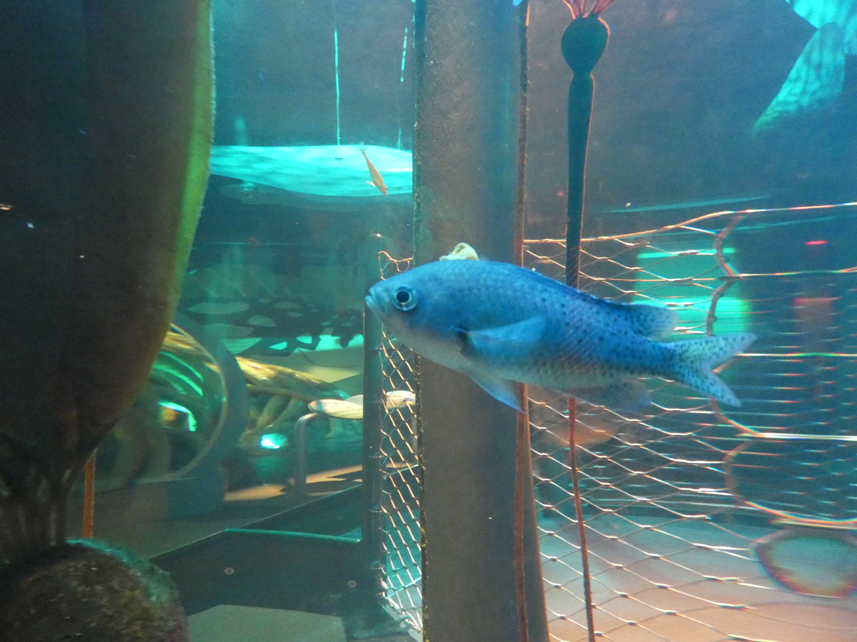 ID? - New York Aquarium