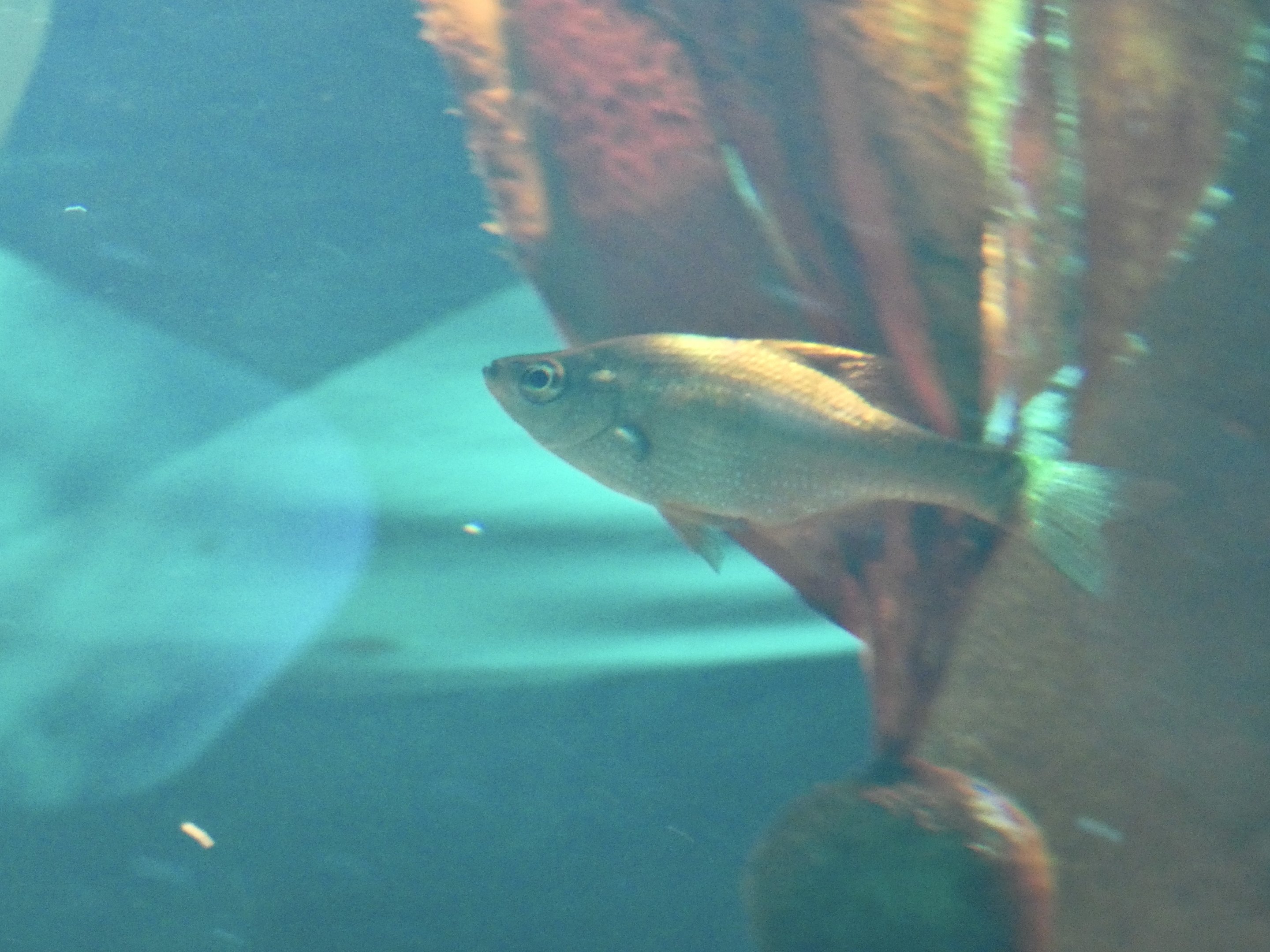 ID? - New York Aquarium