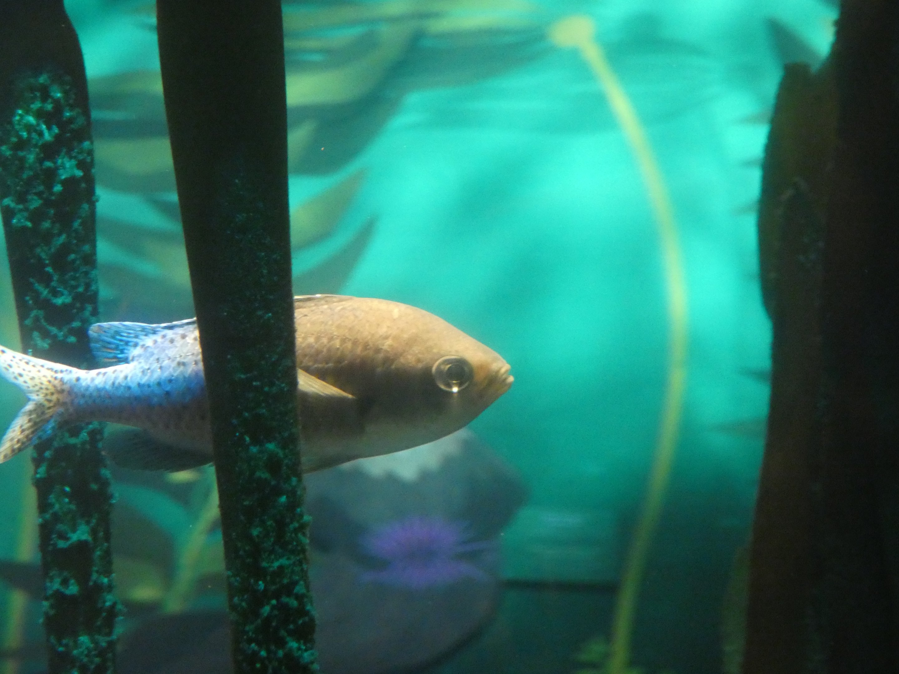 ID? - New York Aquarium