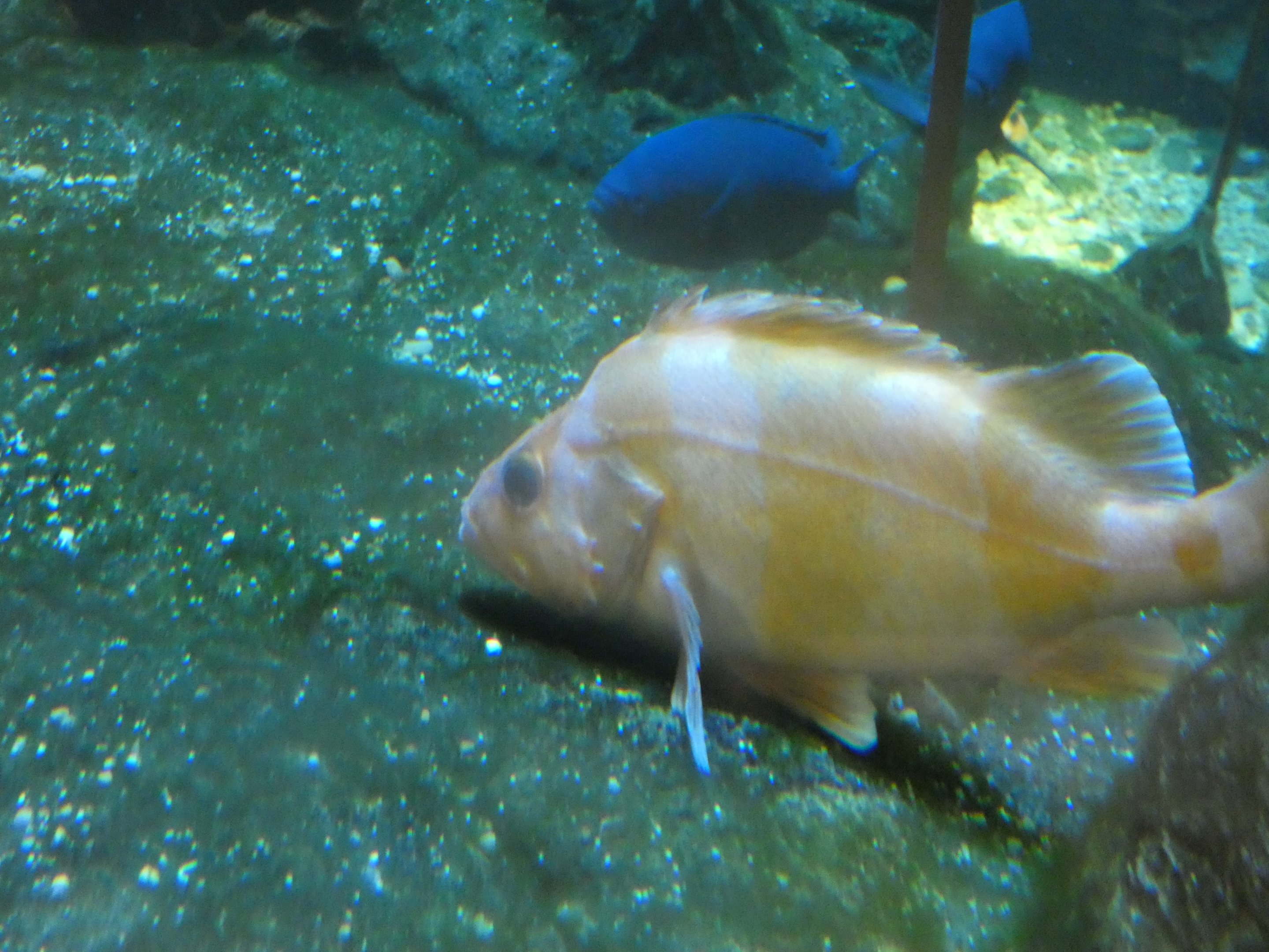 ID? - New York Aquarium