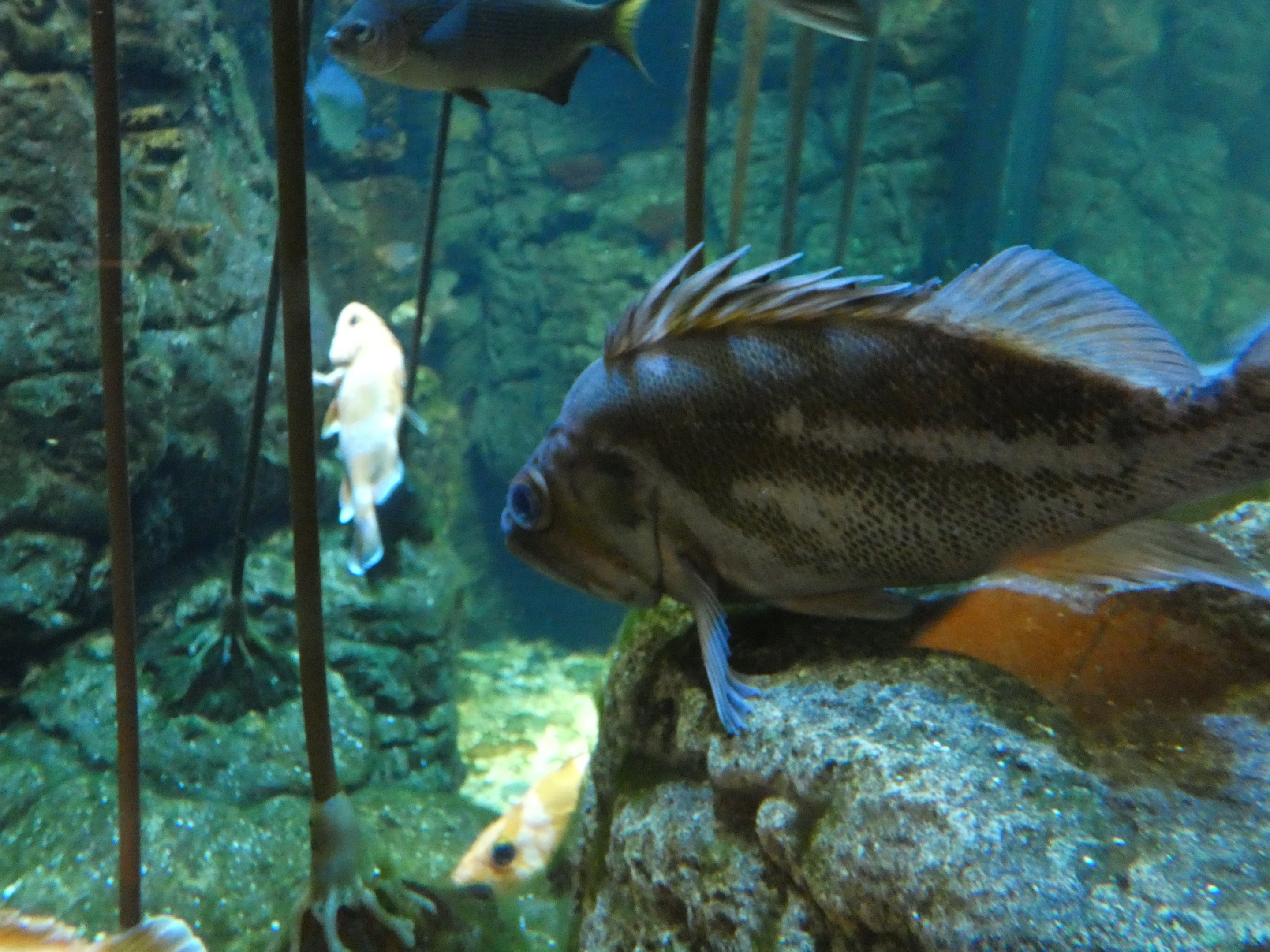 ID? - New York Aquarium