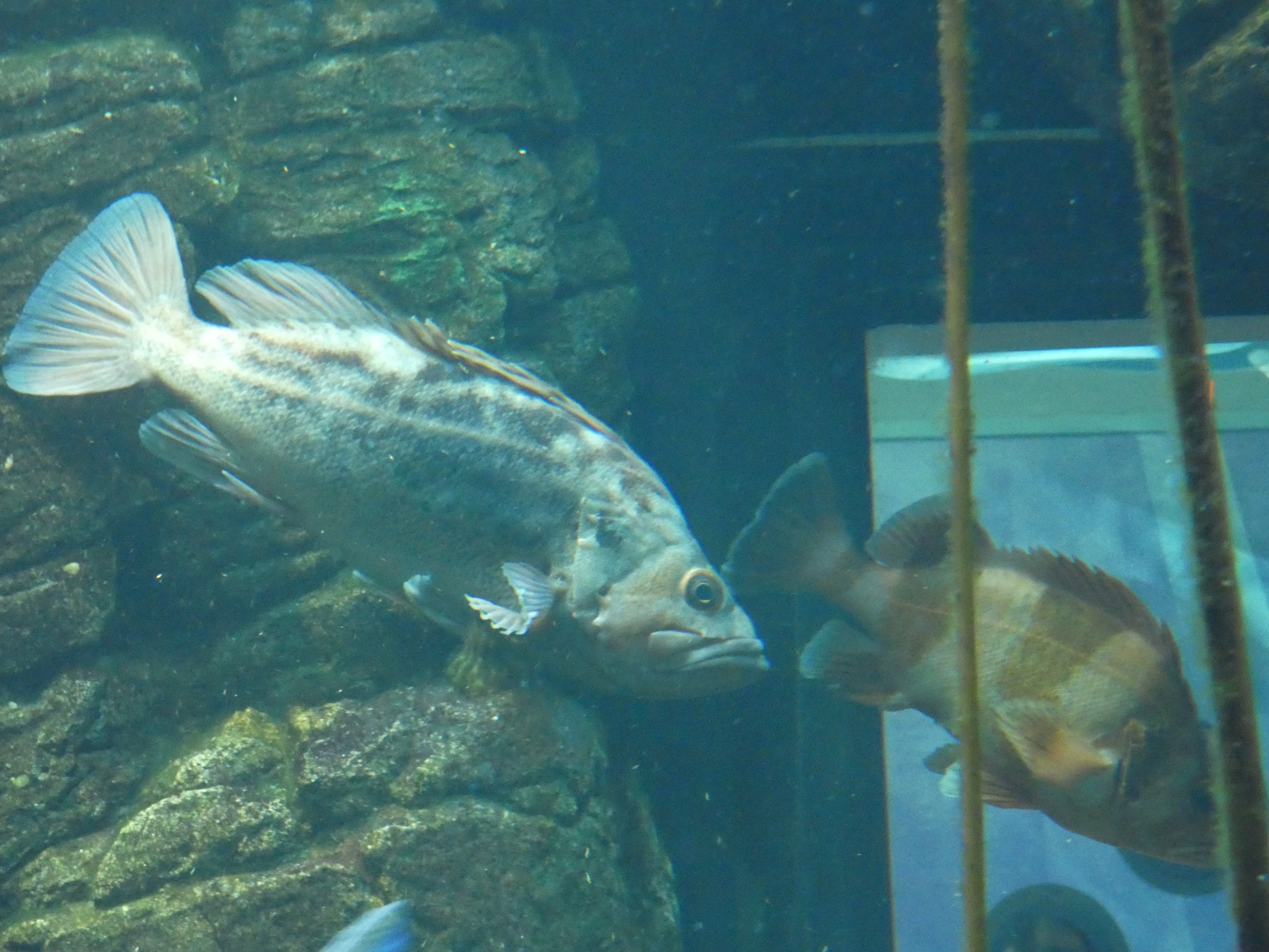 ID? - New York Aquarium