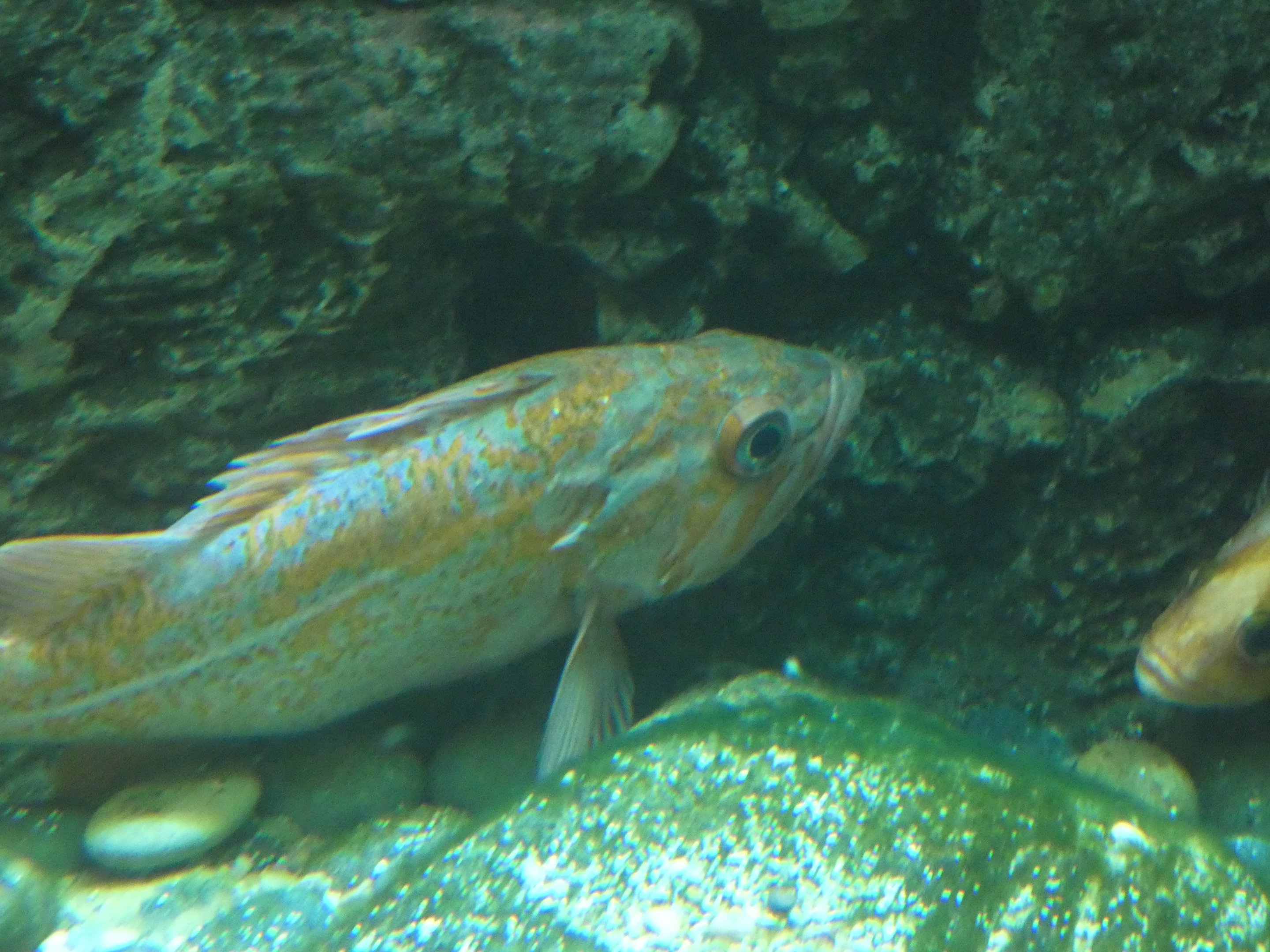 ID? - New York Aquarium