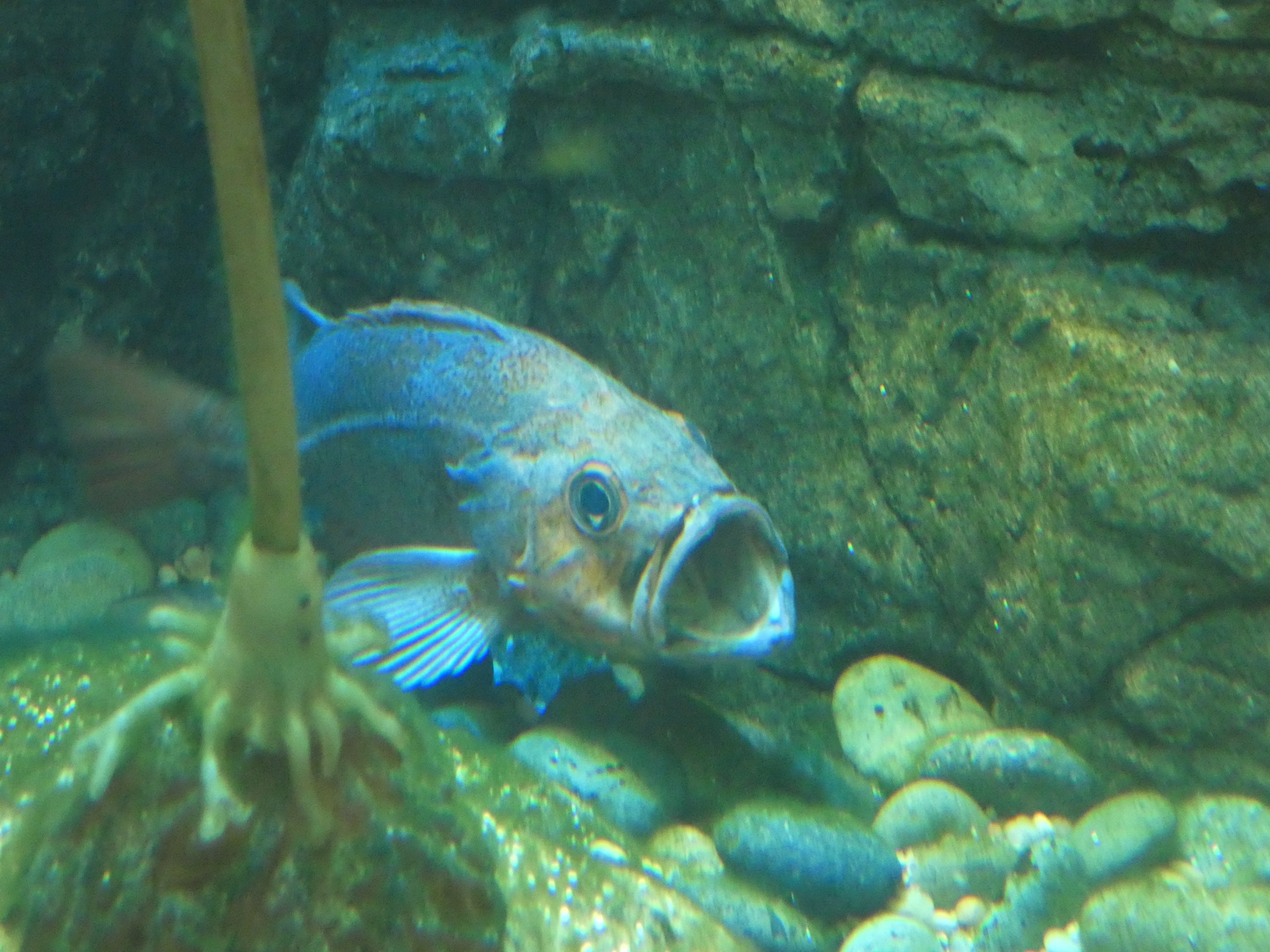 ID? - New York Aquarium