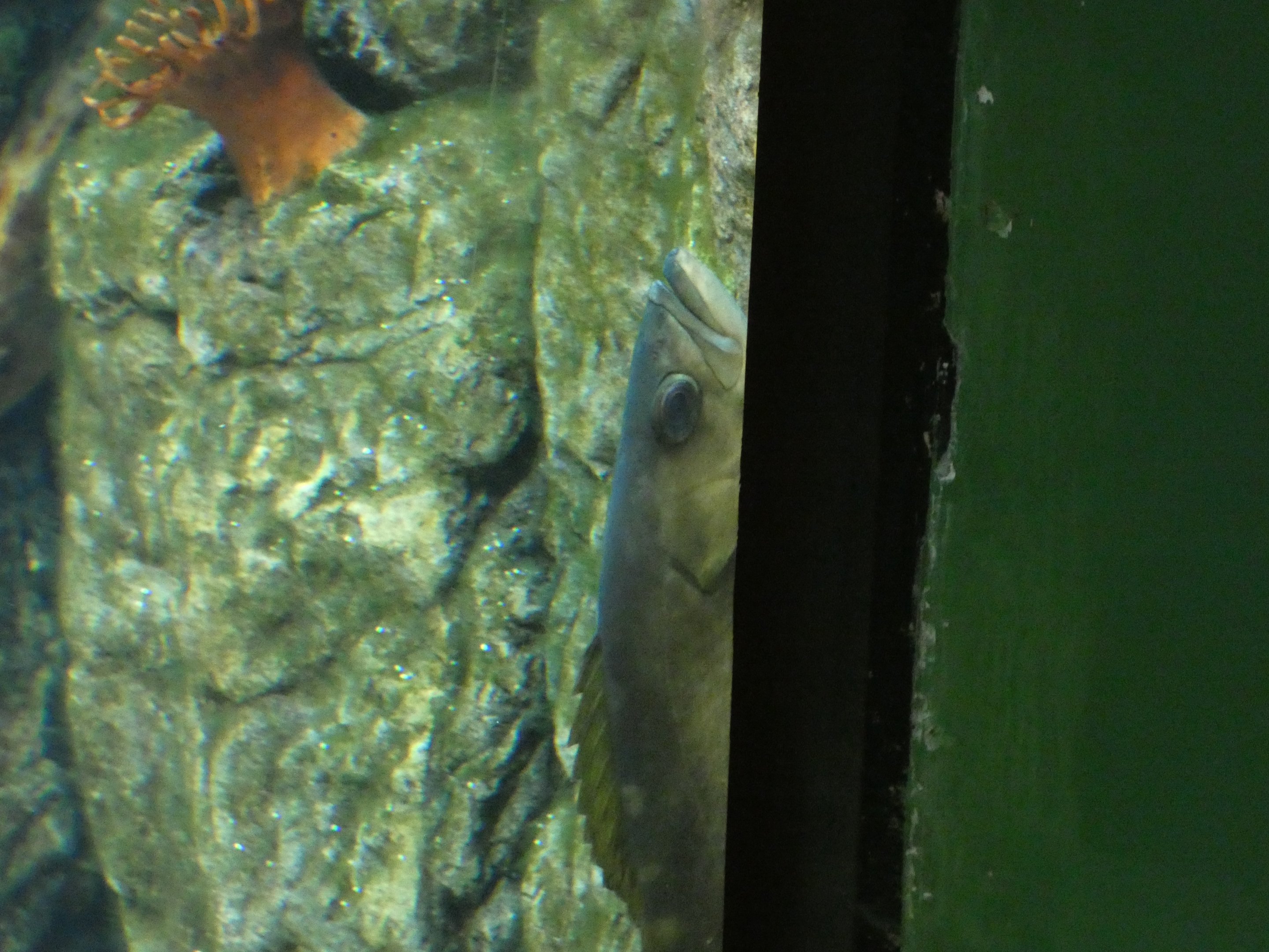 ID? - New York Aquarium