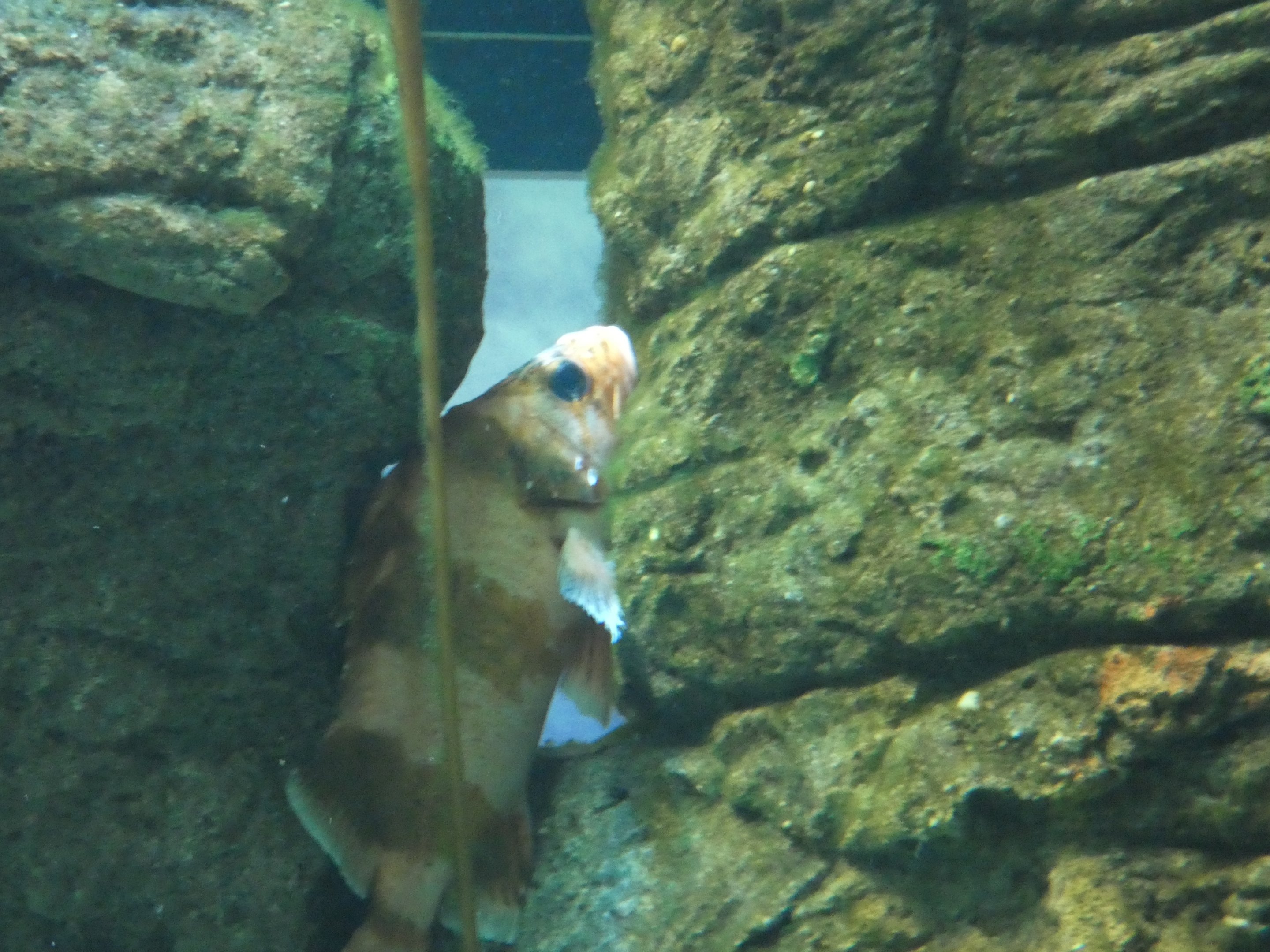 ID? - New York Aquarium