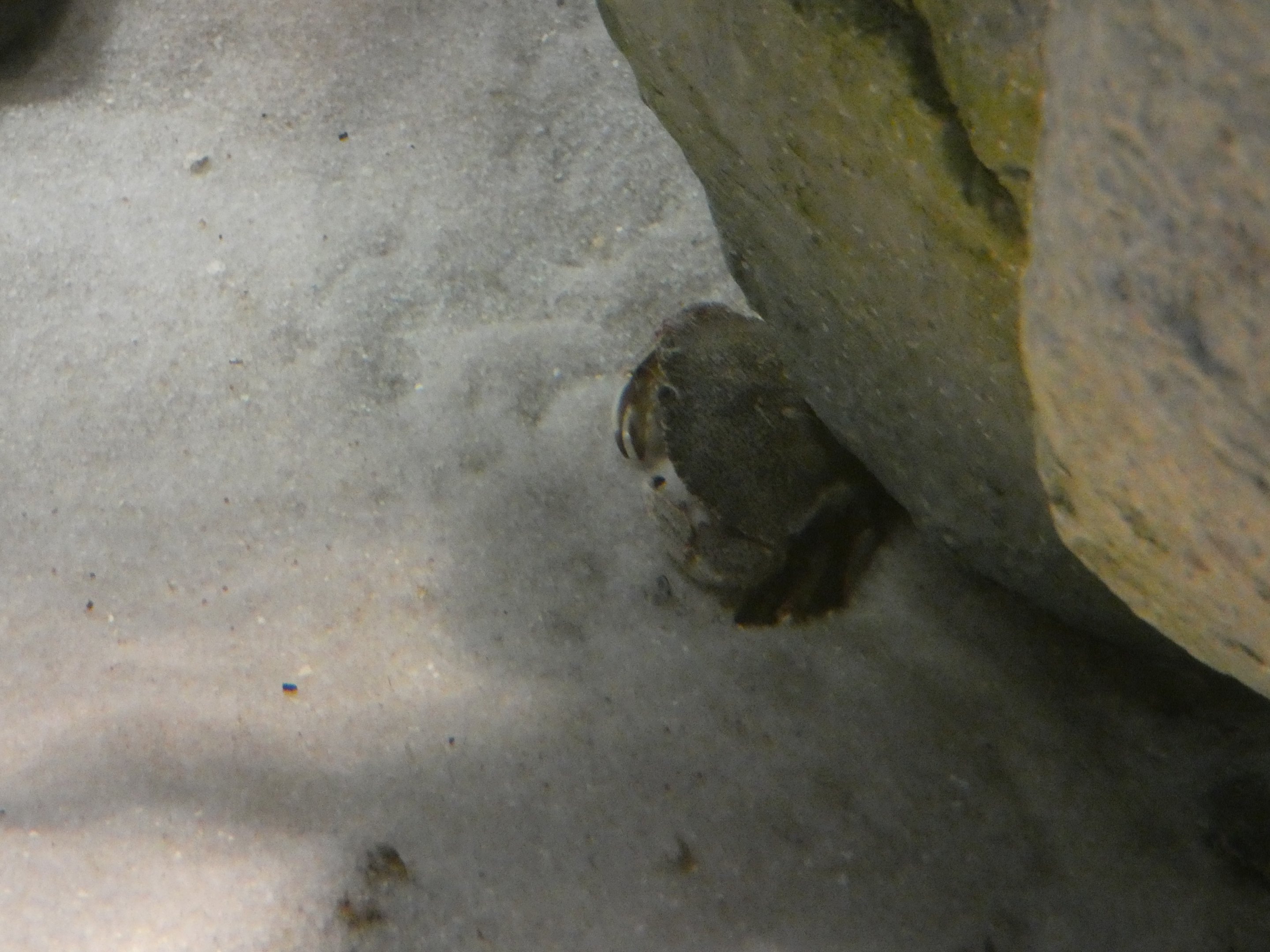ID? - New York Aquarium