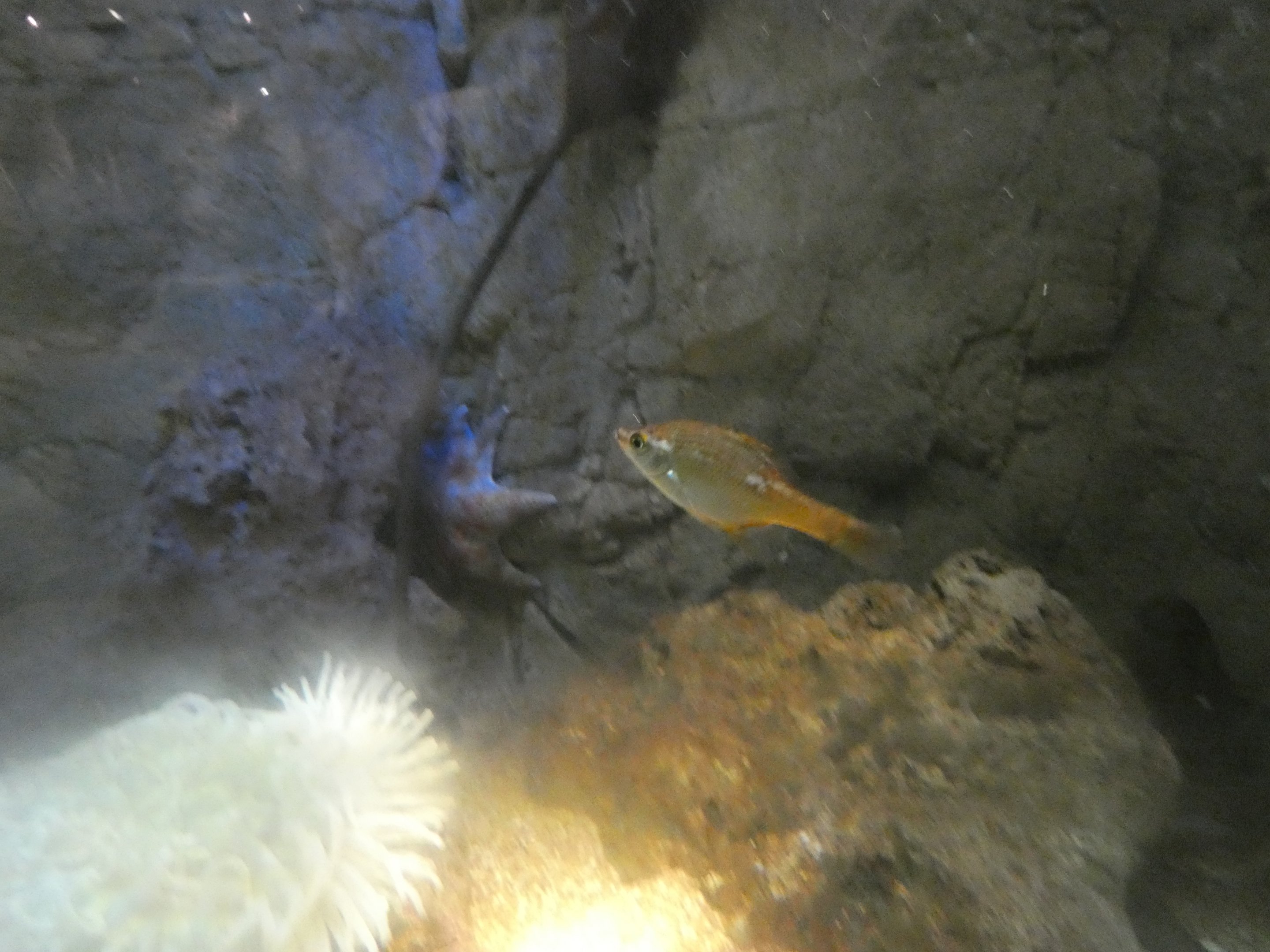 ID? - New York Aquarium