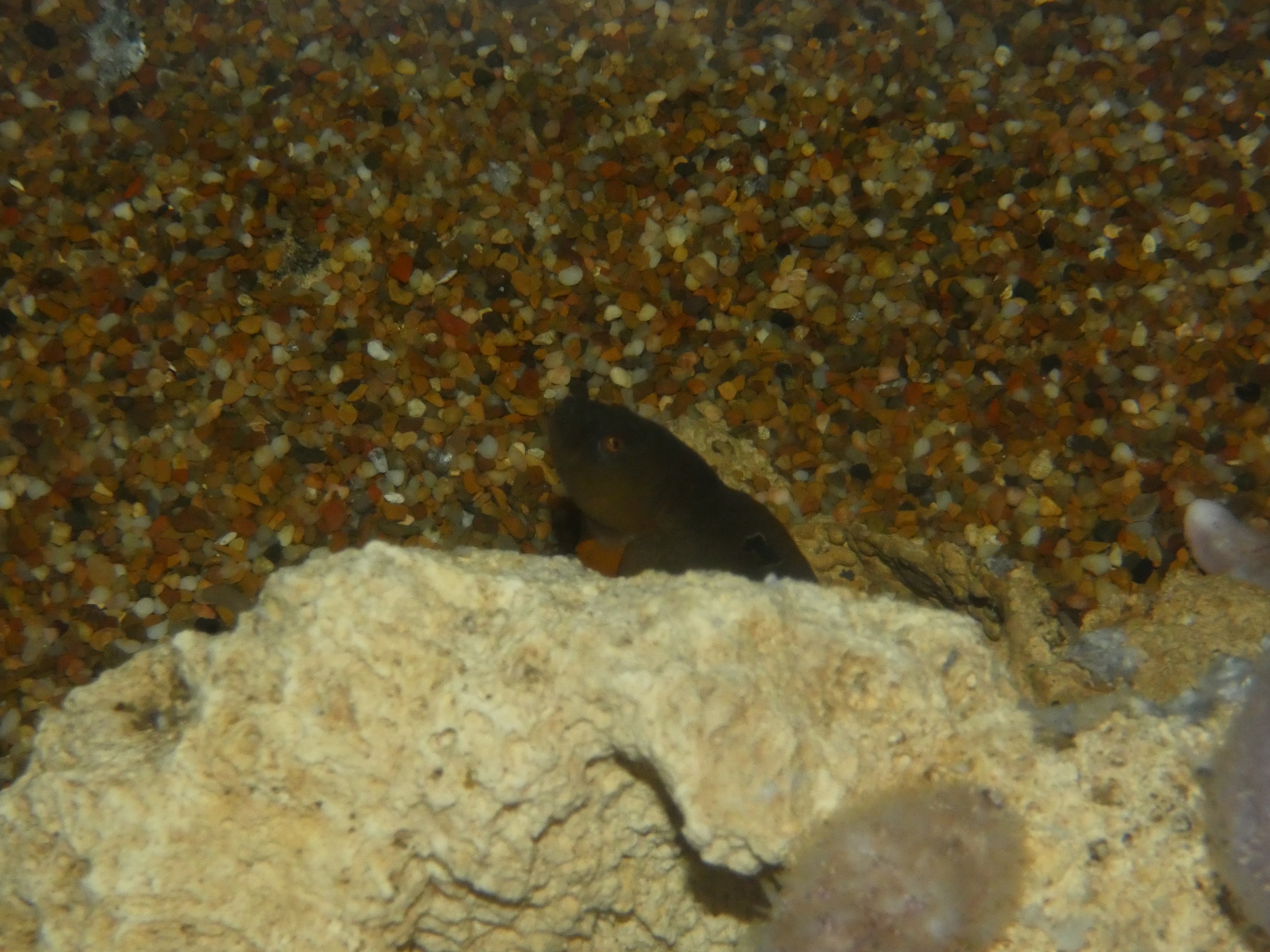 ID? - New York Aquarium