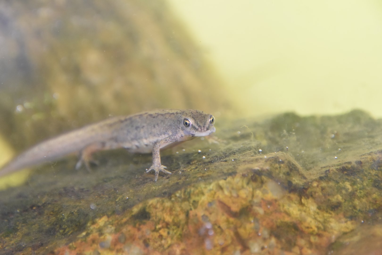 ID NEWT PLZEN ZOO