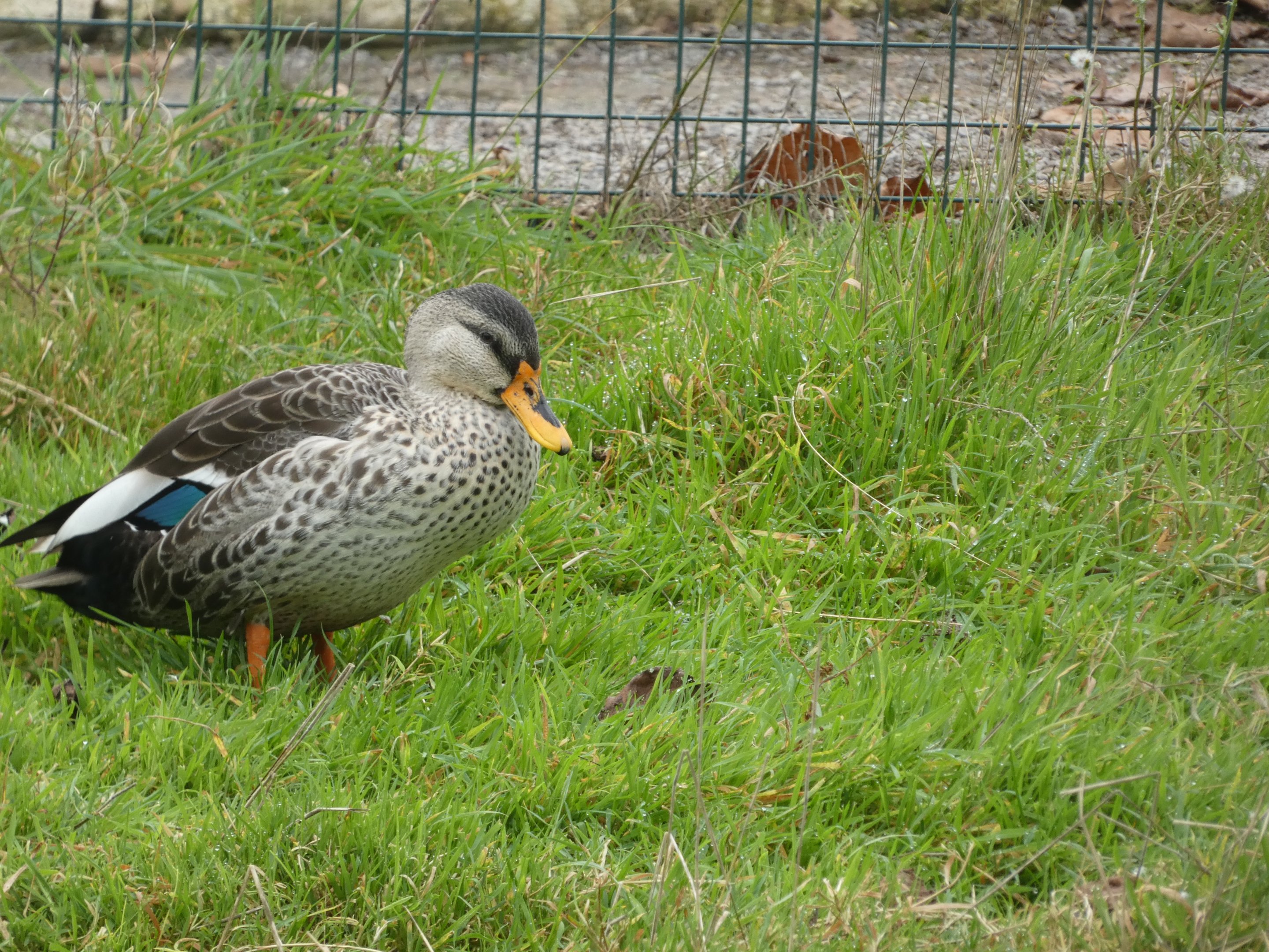 ID? - Noah’s Ark Zoo Farm