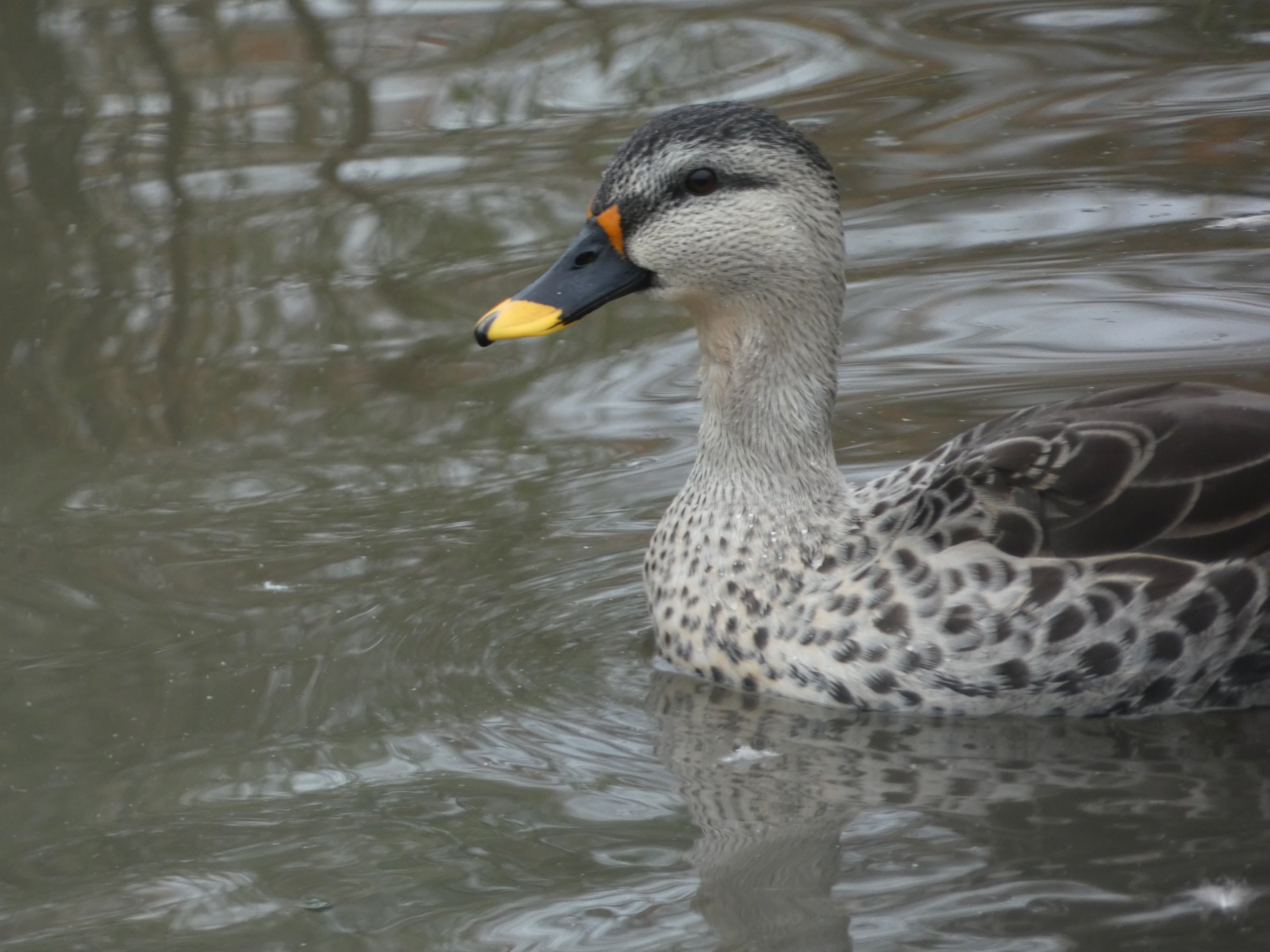 ID? - Noah’s Ark Zoo Farm