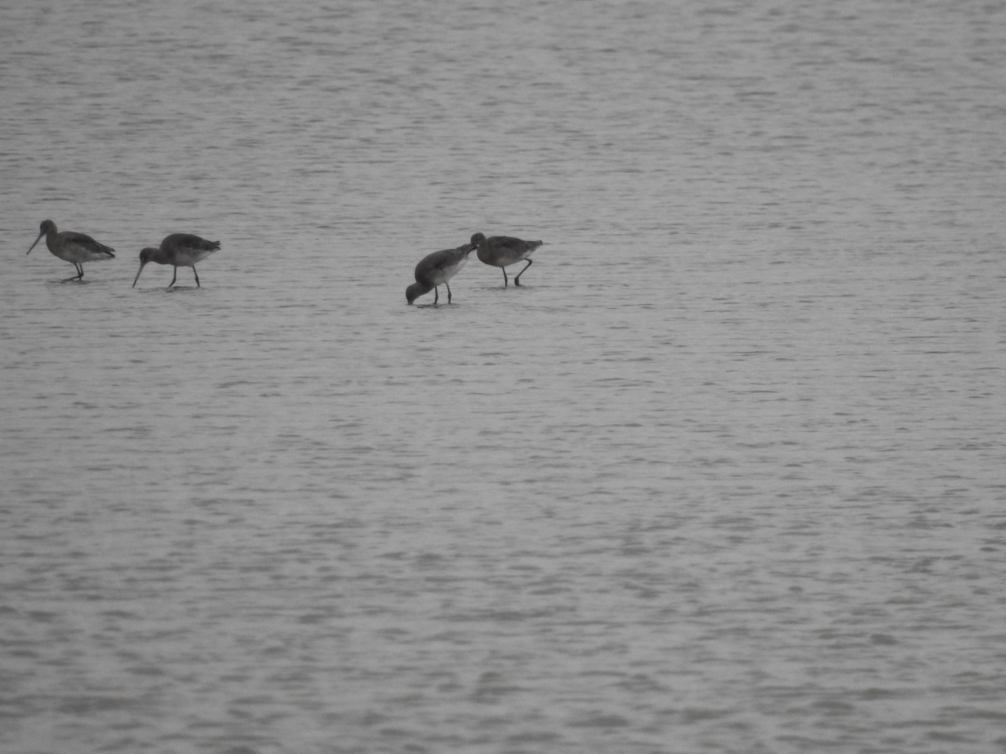 ID - Norfolk Broads Oct 17