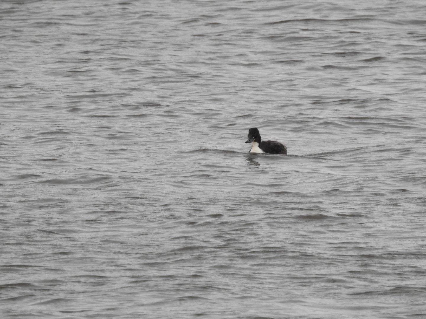 ID- Norfolk Broads Oct 17